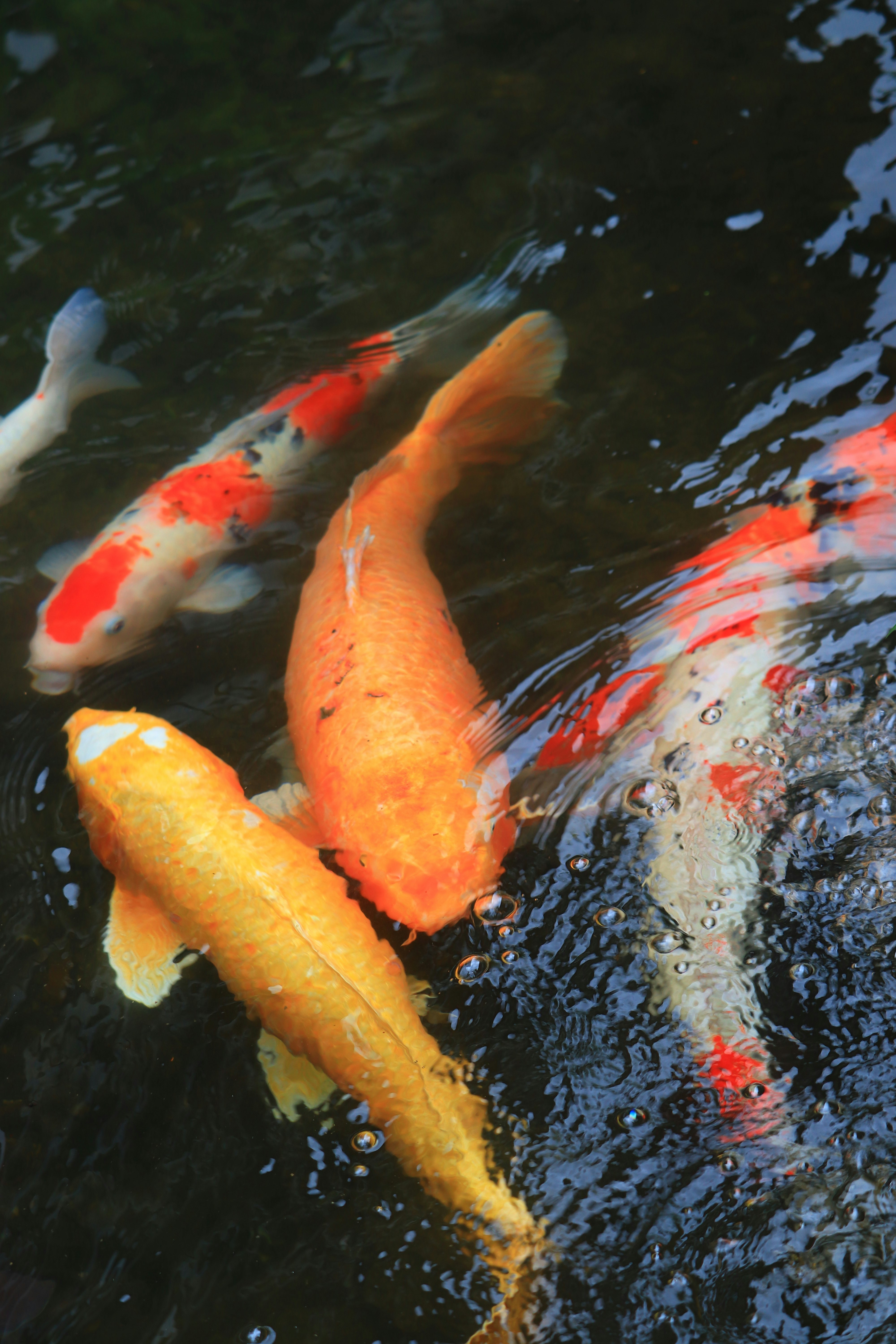 池で泳ぐ色鮮やかな鯉