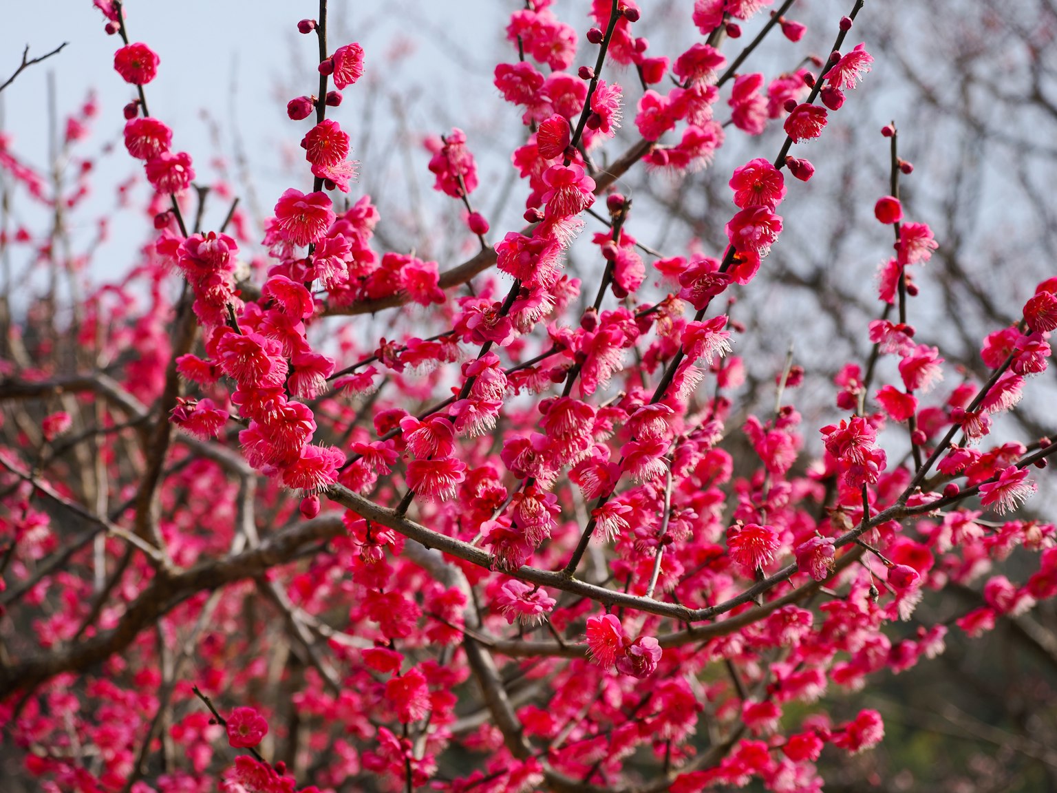 Fioriture rosa vivace su rami di albero