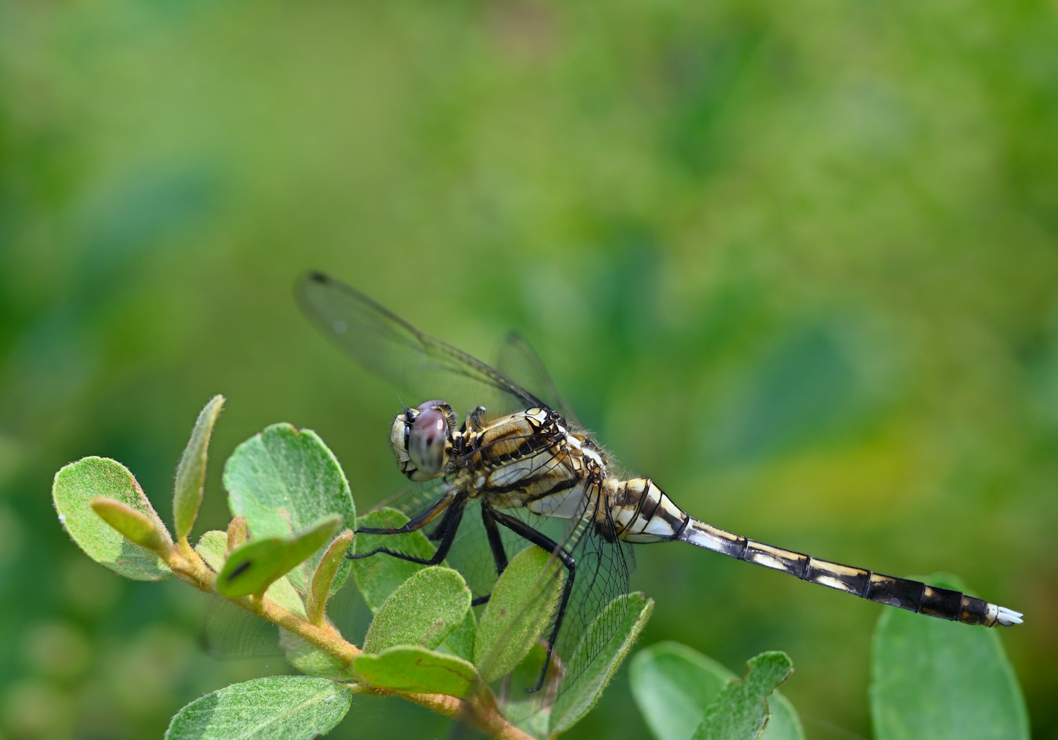 Primo piano di una libellula che si posa su una foglia con uno sfondo verde e dettagli vivaci