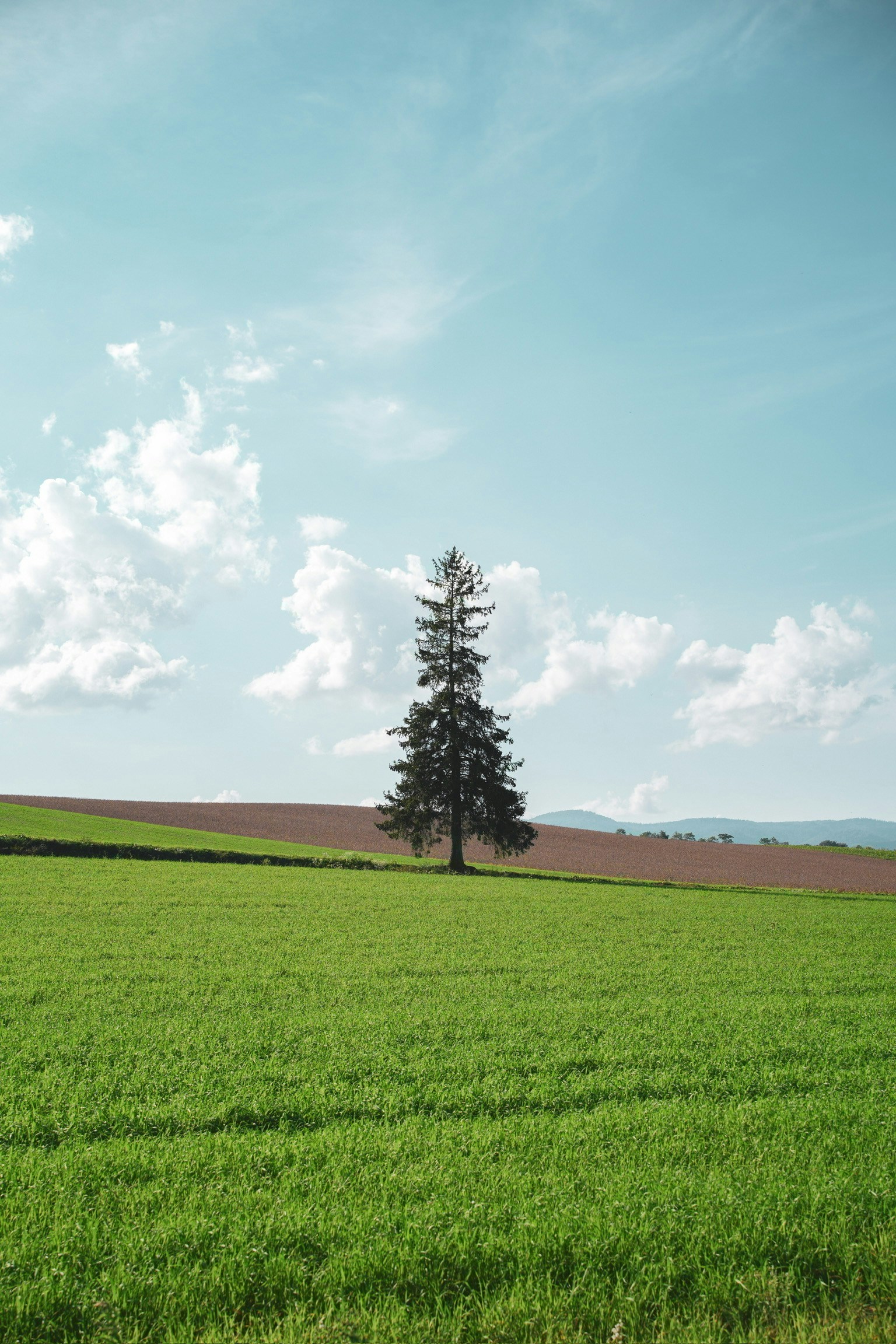 Un singolo albero che si erge in un campo verde sotto un cielo azzurro