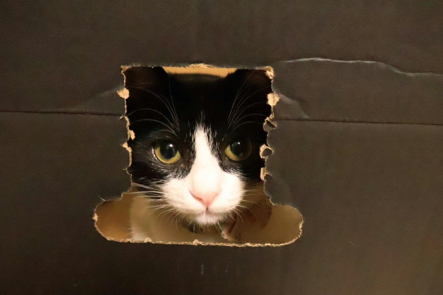 Un chat noir et blanc regardant à travers un trou dans une boîte en carton