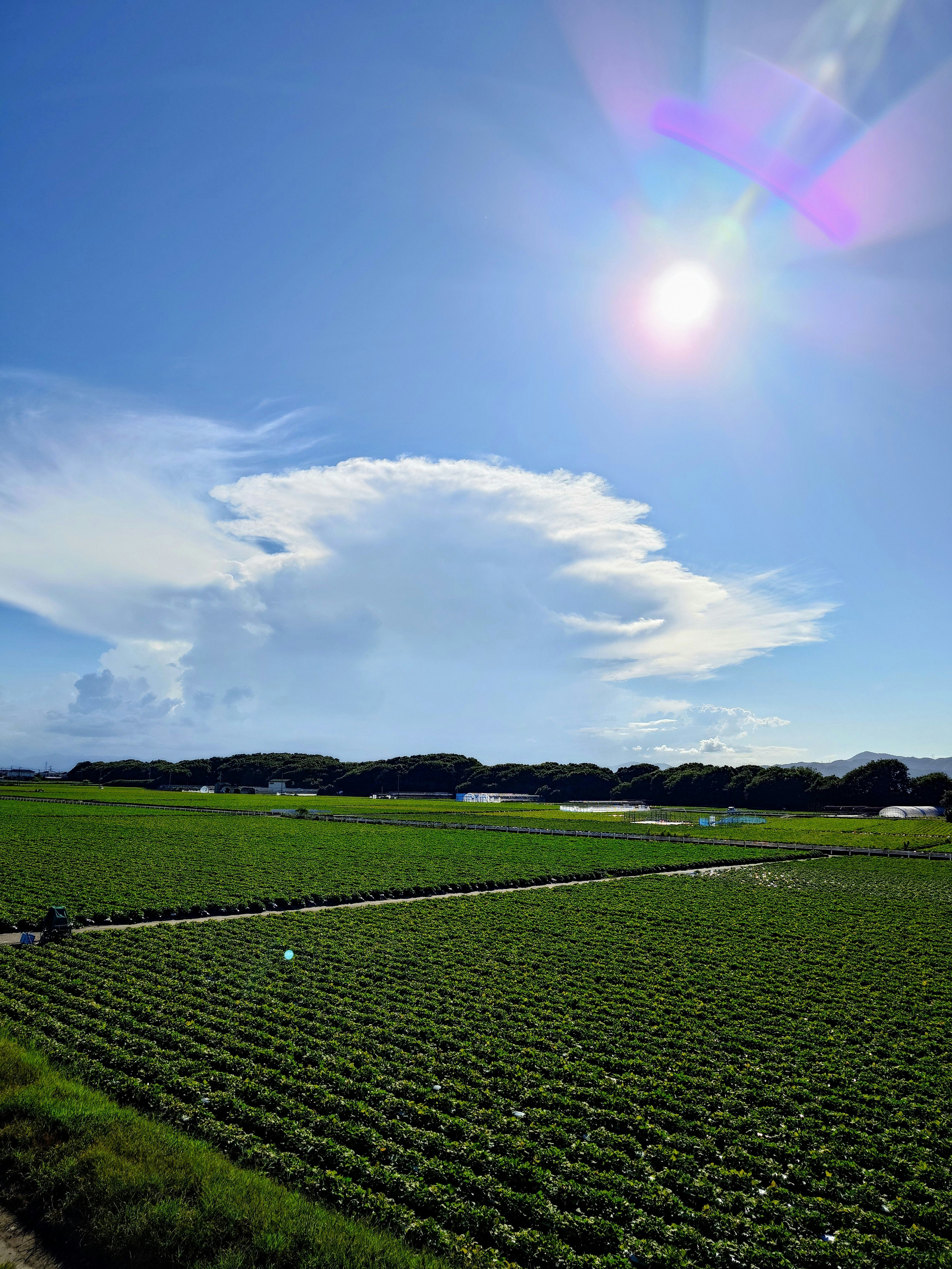 Ciel d’été avec nuages et soleil au-dessus d’un champ vert