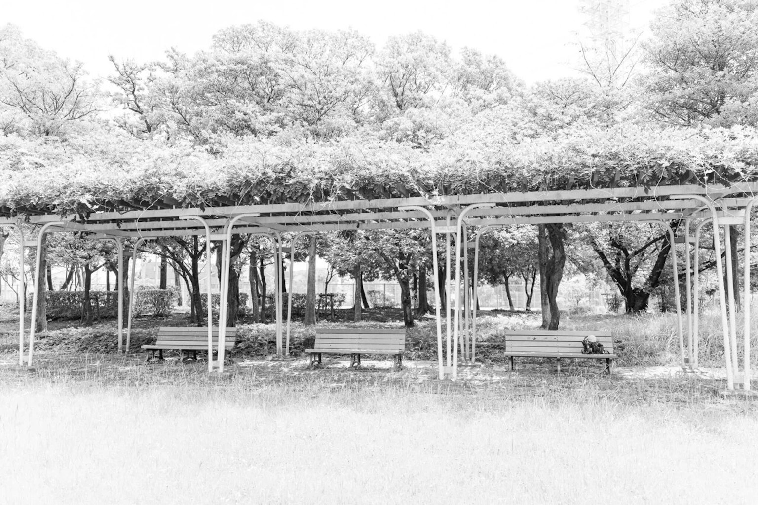 Foto hitam putih bangku taman dan pohon