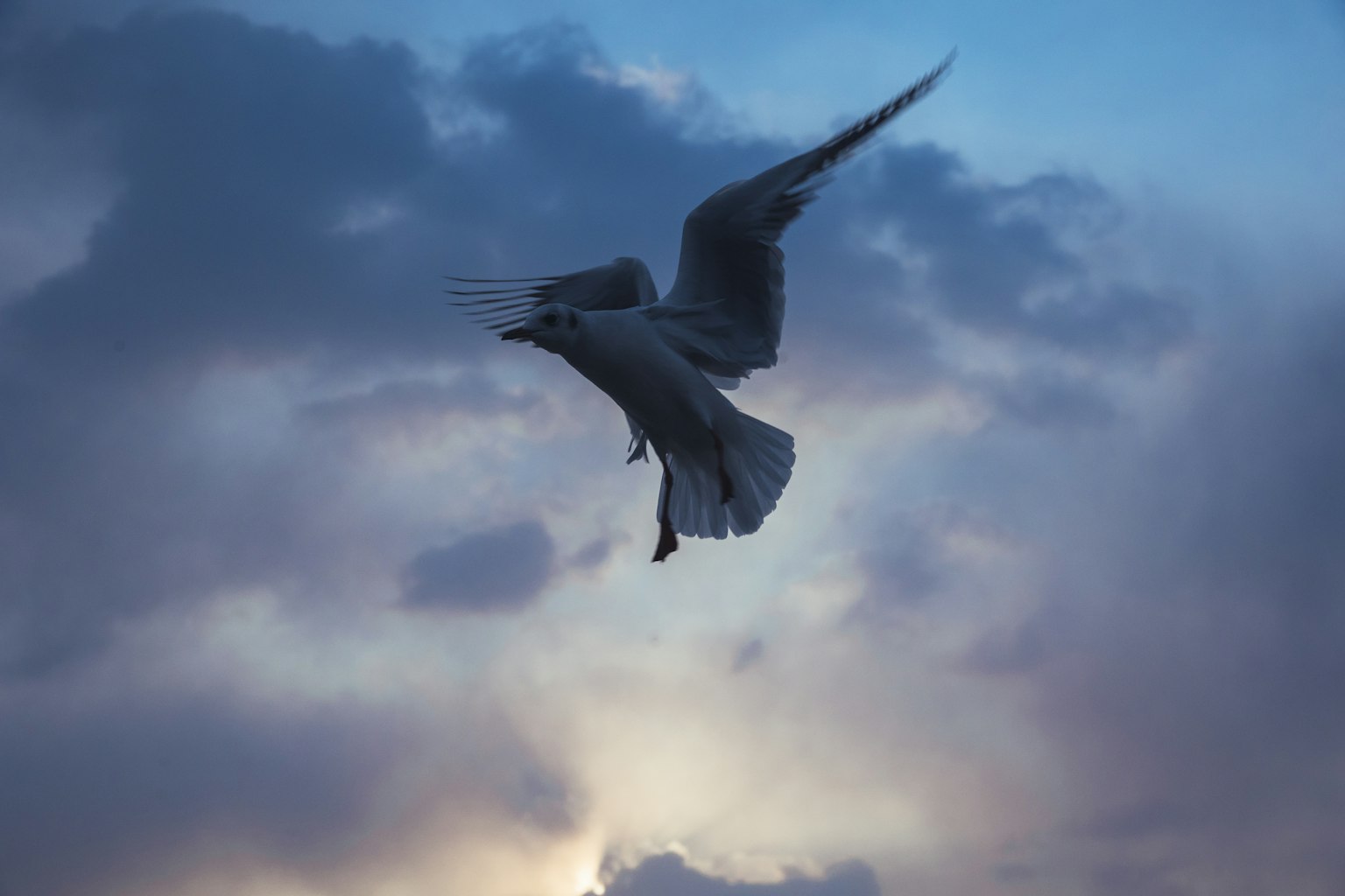 A white seagull flying against a blue and cloudy sky