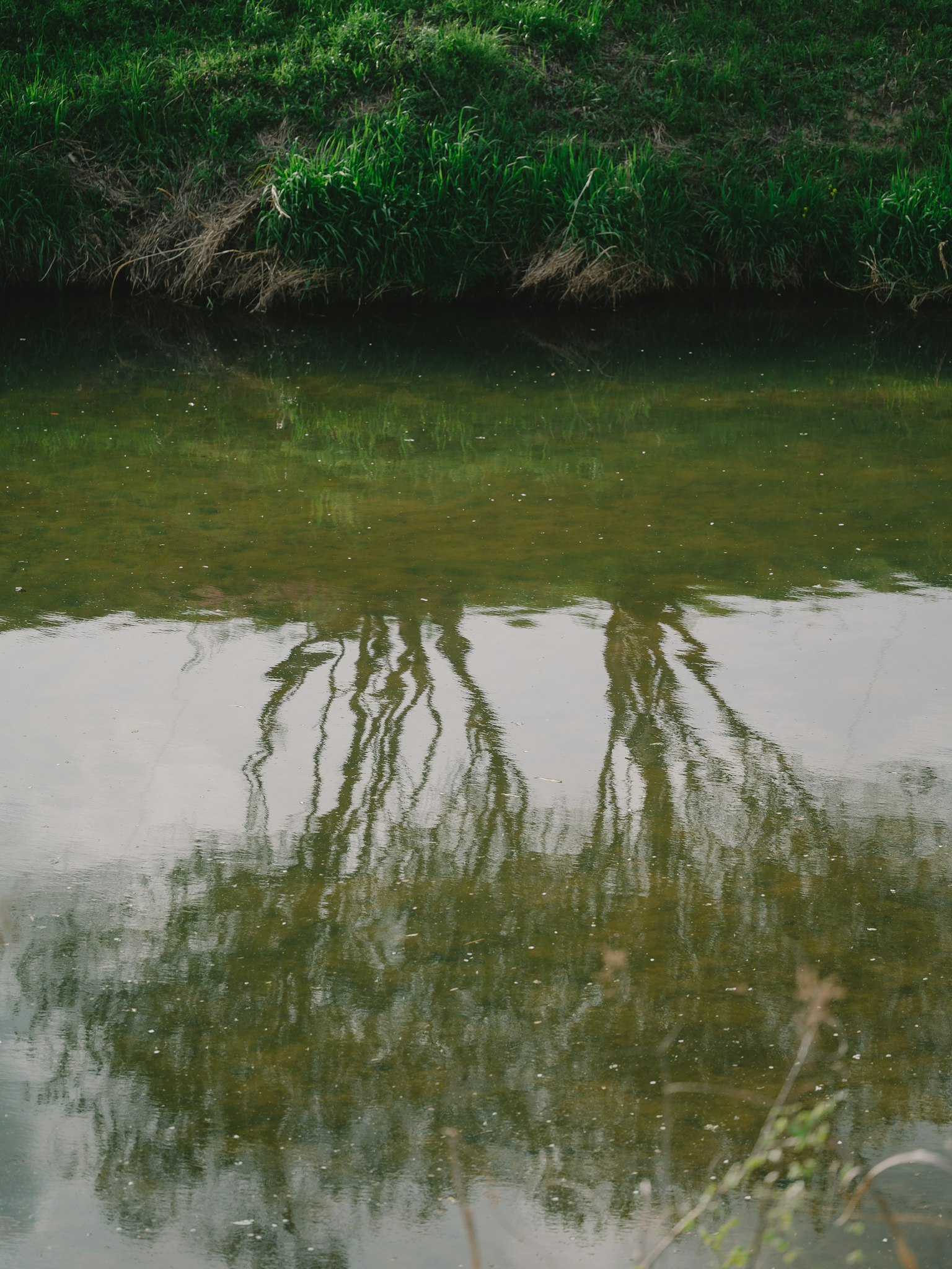 平靜水面上樹木的倒影與綠色草地