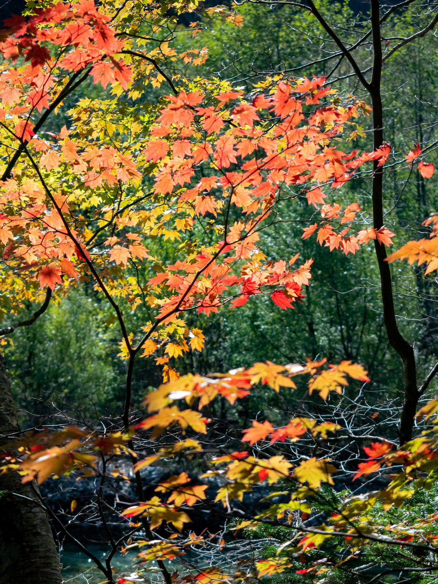 Feuillage d'automne vibrant avec des feuilles rouges et jaunes sur fond vert