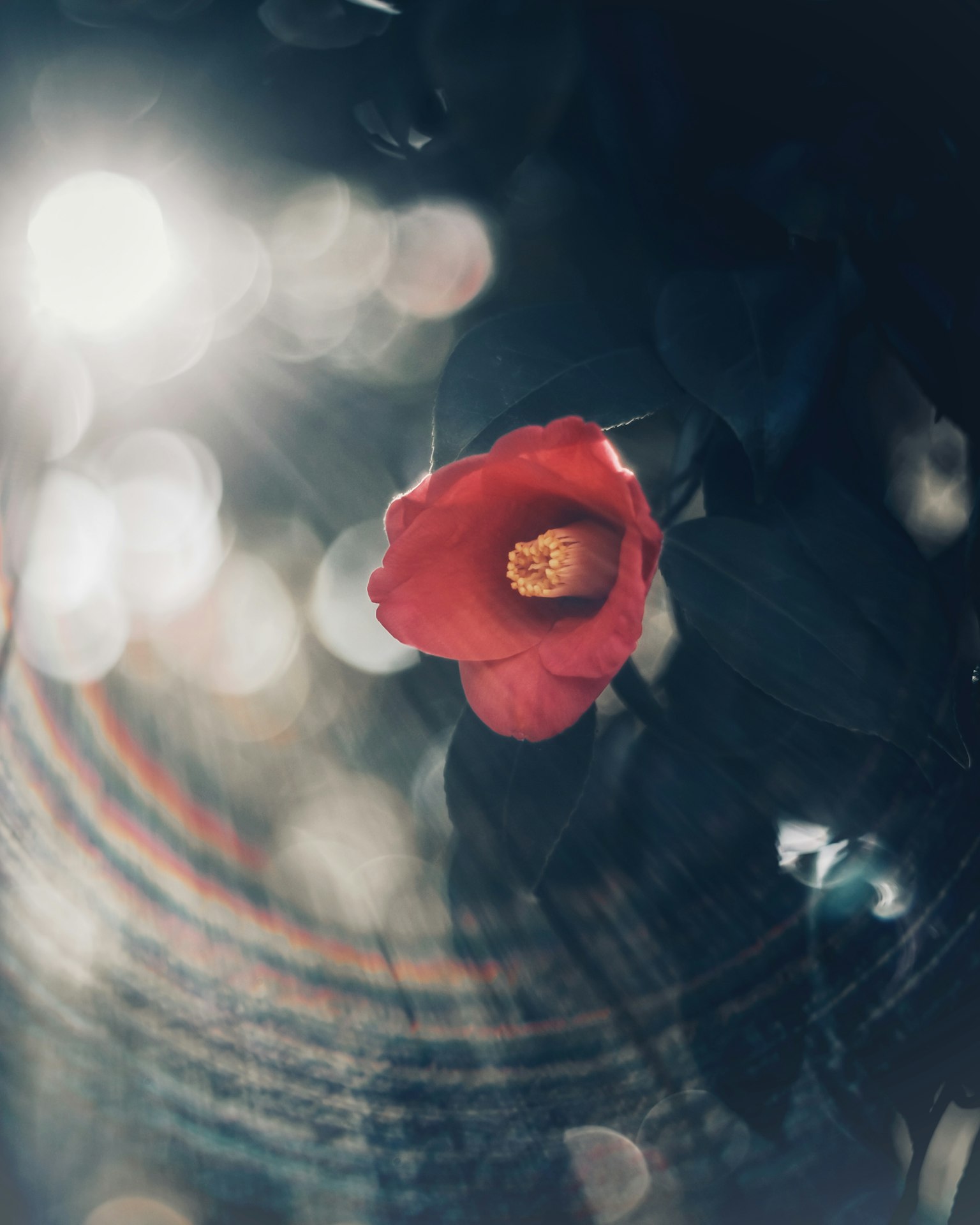 Una flor roja vibrante destaca contra un fondo borroso de luz