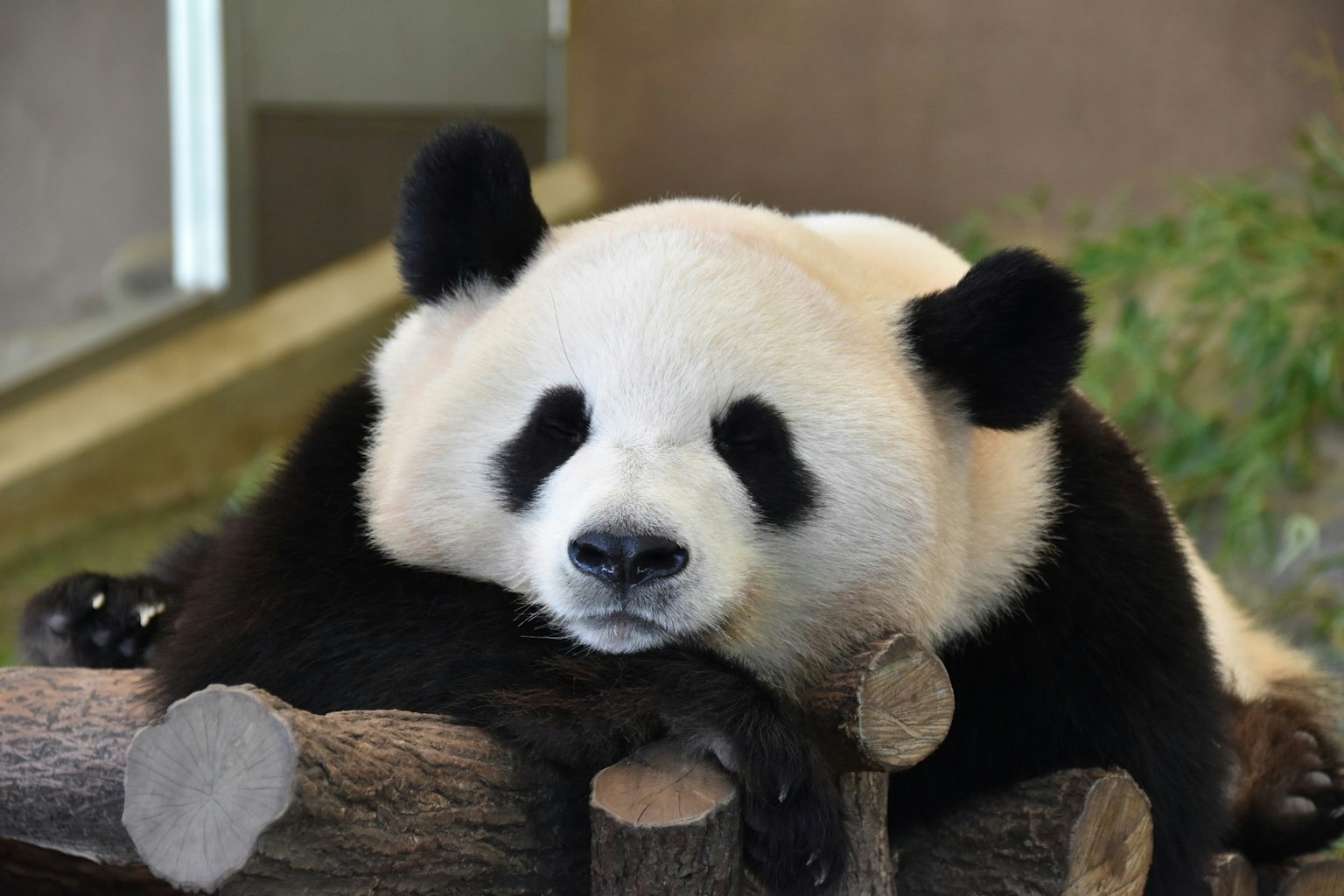 Một con gấu trúc đang nghỉ ngơi trên khúc gỗ