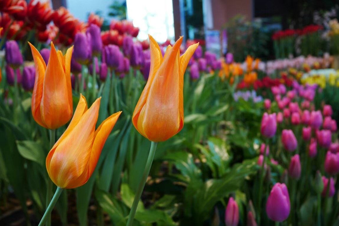 vườn hoa tulip nhiều màu đang nở rộ