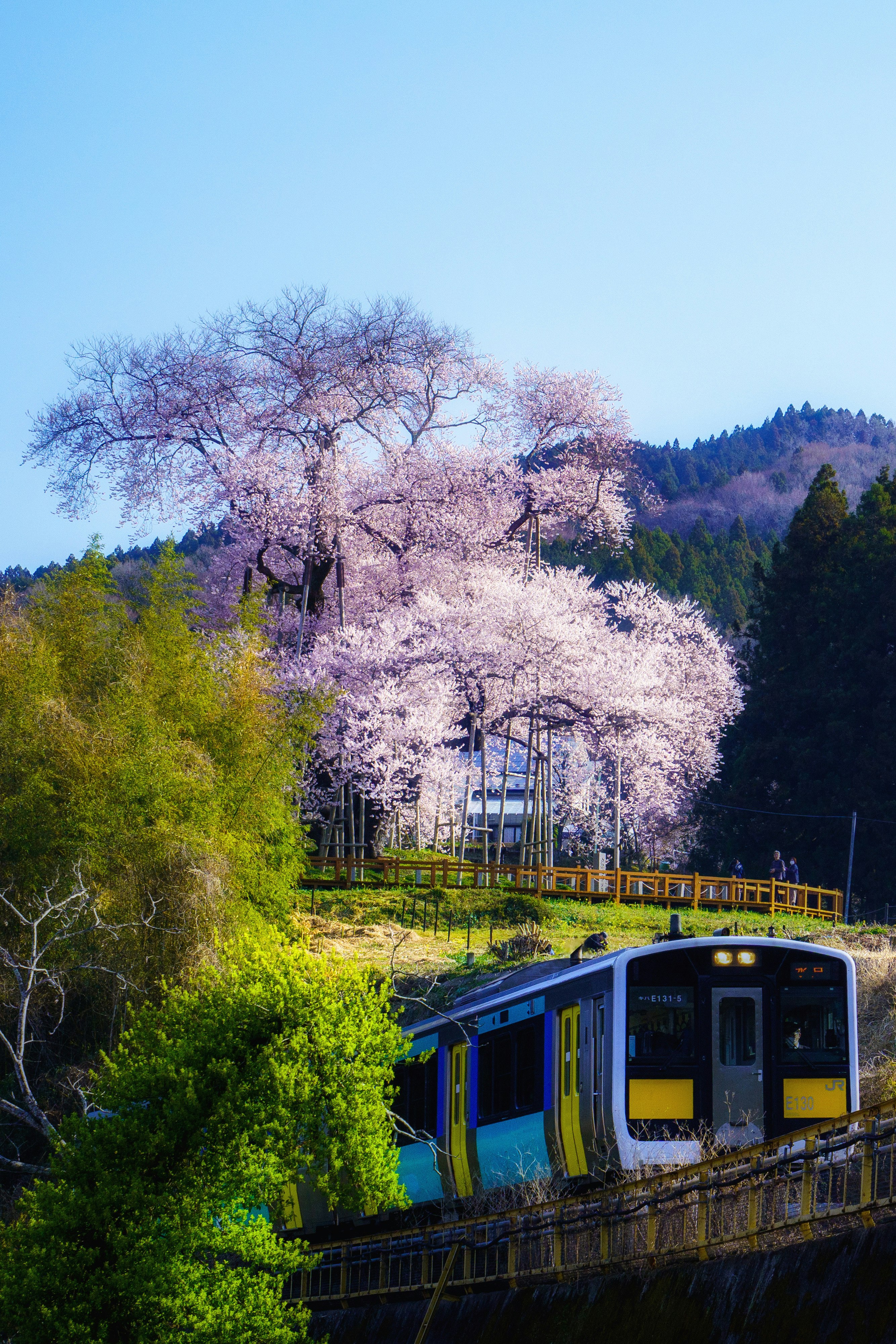 桜並木と水郡線を走る電車の風景