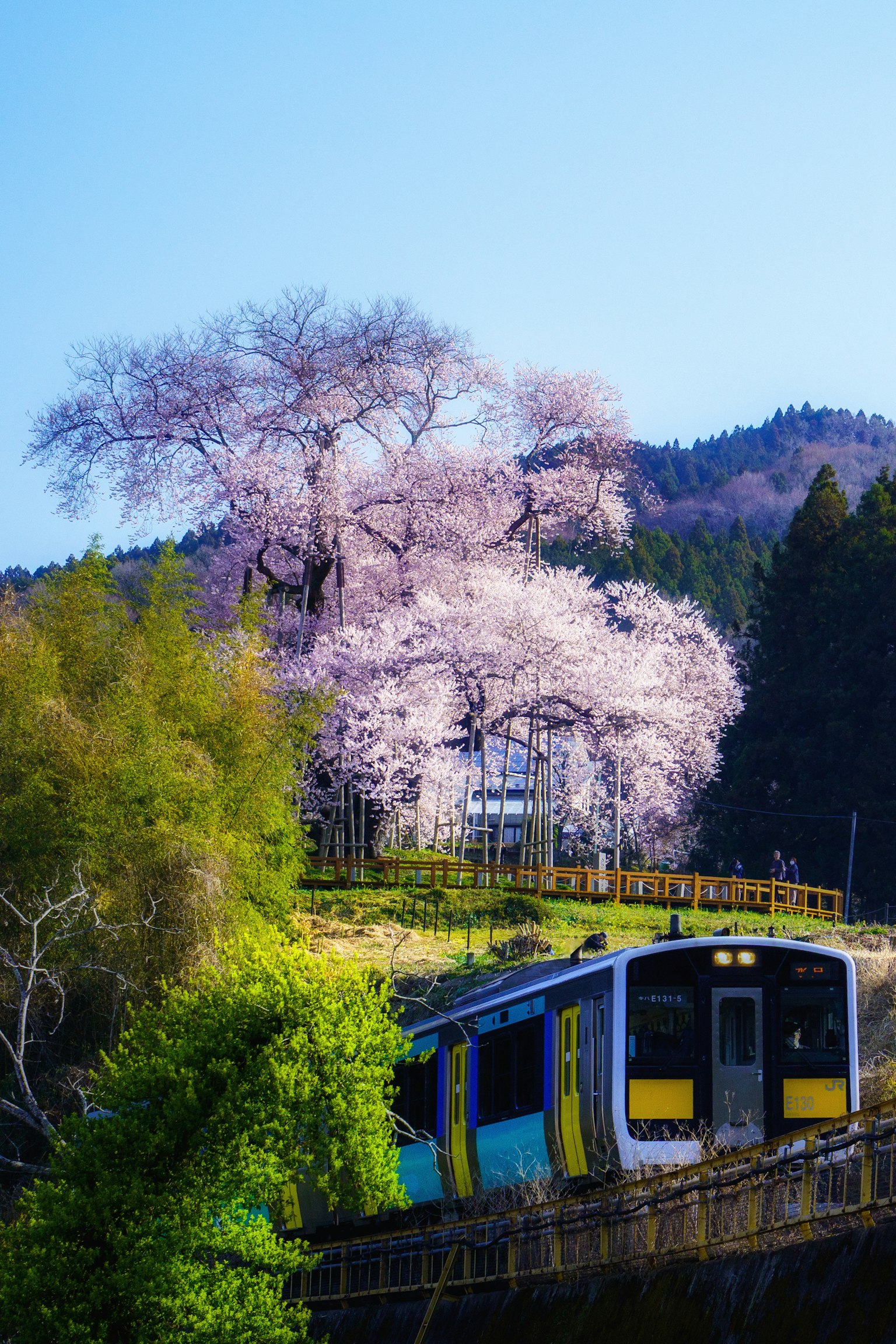 Train passing by cherry blossom tree with clear blue sky
