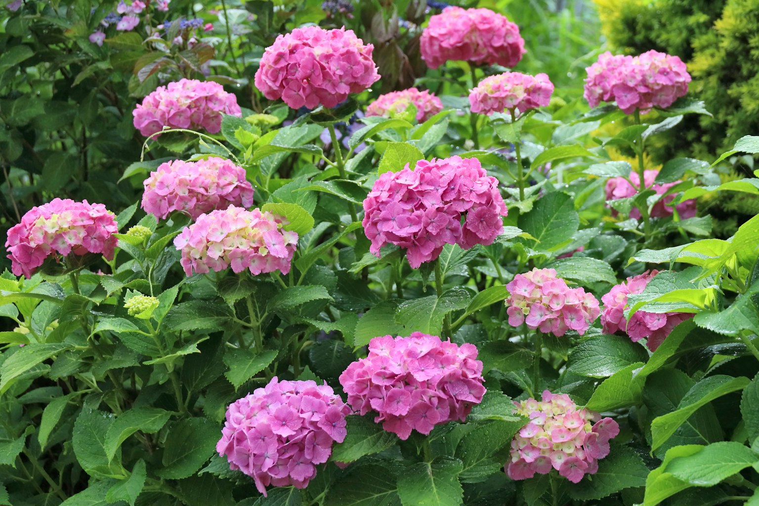 Une scène de jardin avec des hortensias roses en fleurs