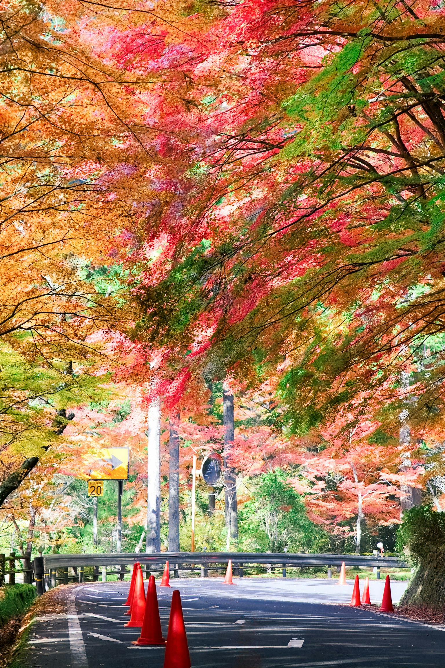 一條被五彩繽紛的秋天樹木和交通錐圍繞的道路