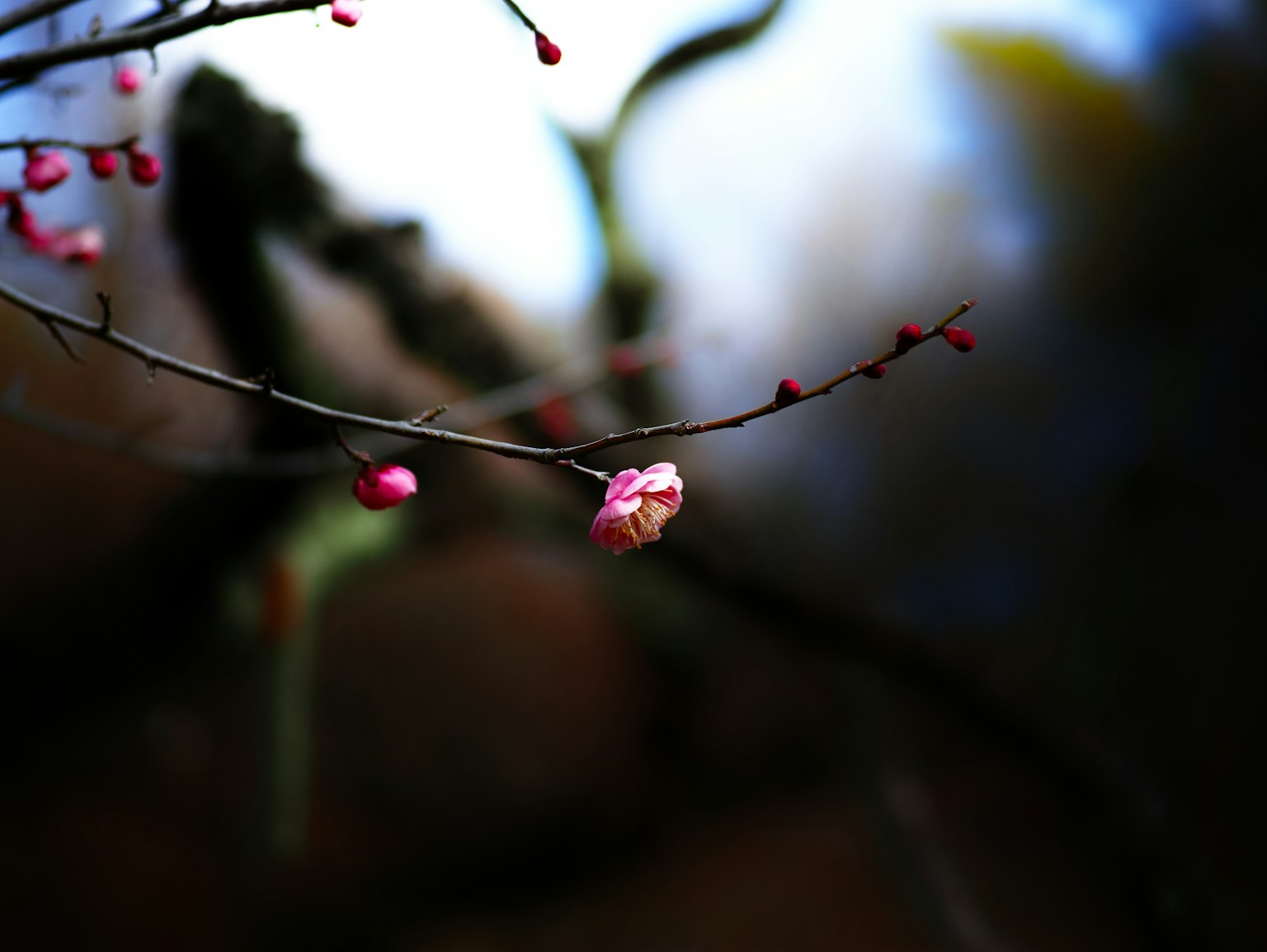 photo-2tZLr2e9JZ29FA26g3bB-image