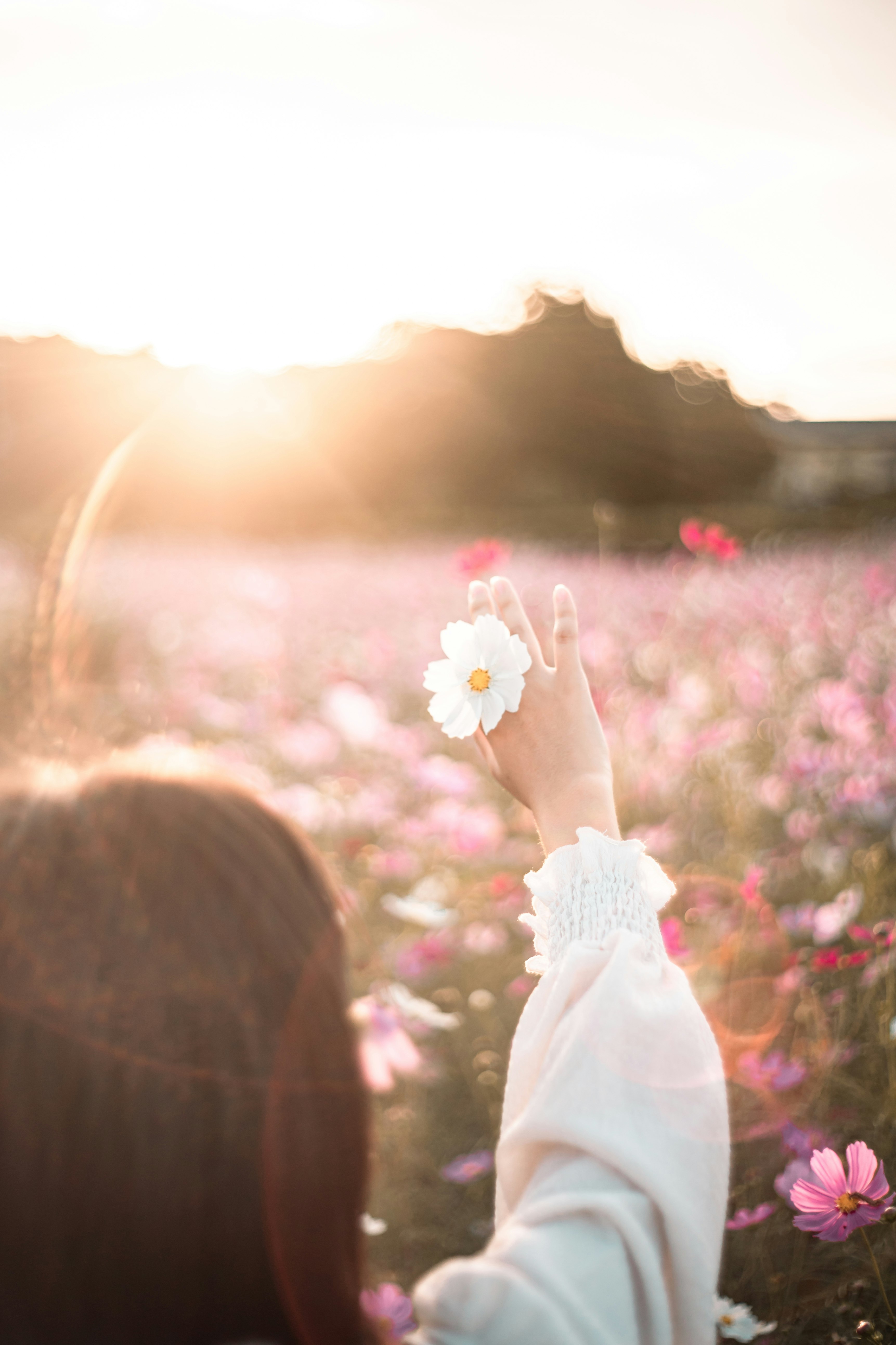 花畑で手に白い花を持つ人物のシルエット