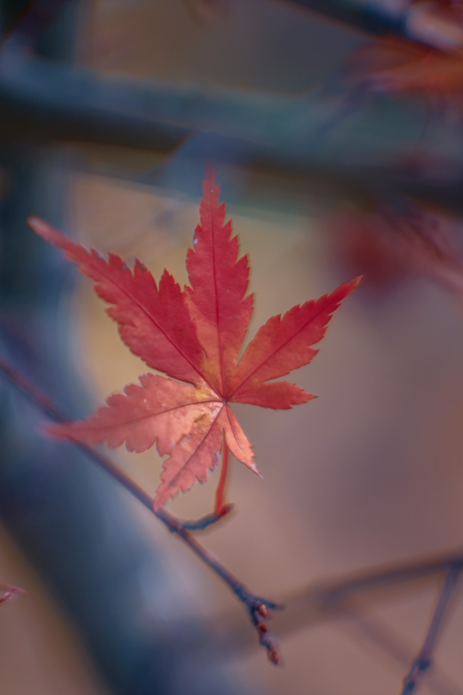 一片鲜艳的红枫叶停在树枝上，背景是模糊的秋季景色