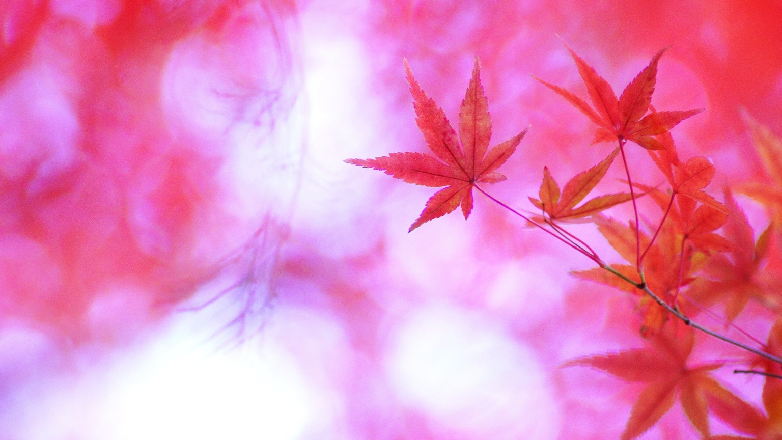 鮮豔的紅葉與柔和的模糊背景展現秋天的美