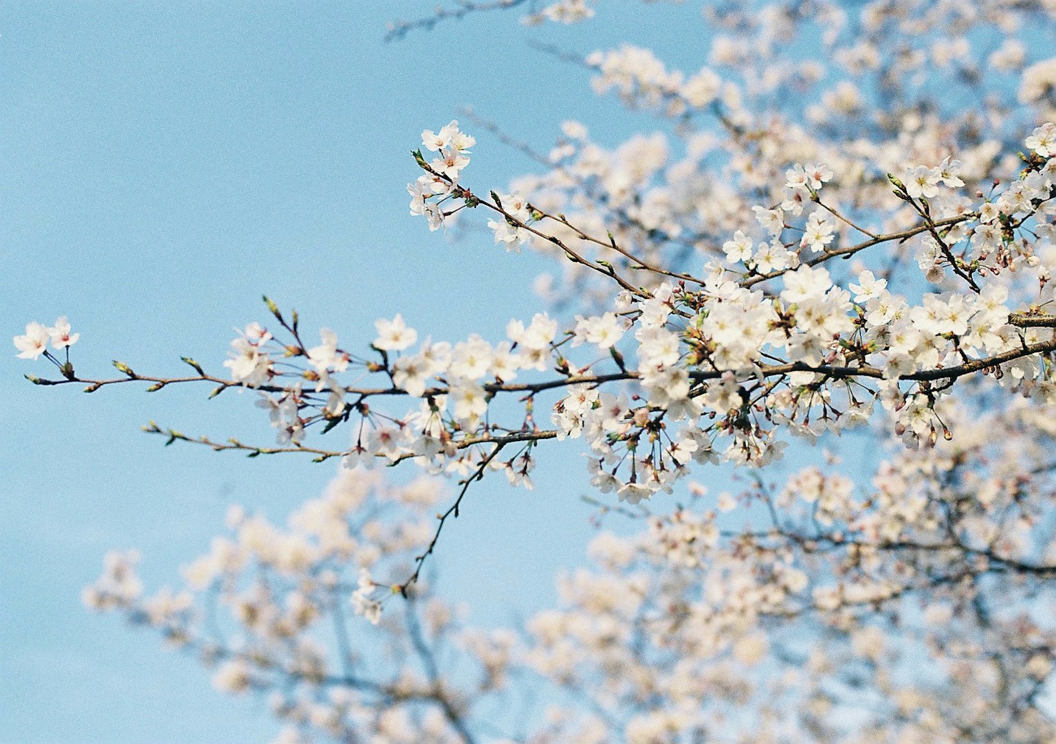 Cherry blossom branches in bloom against a blue sky