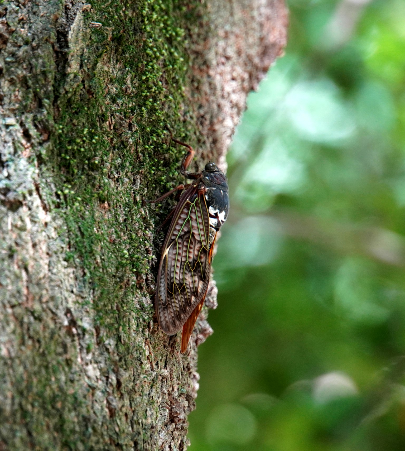 Cicada yang bertengger di batang pohon dengan latar belakang hijau kabur dan tekstur kulit pohon
