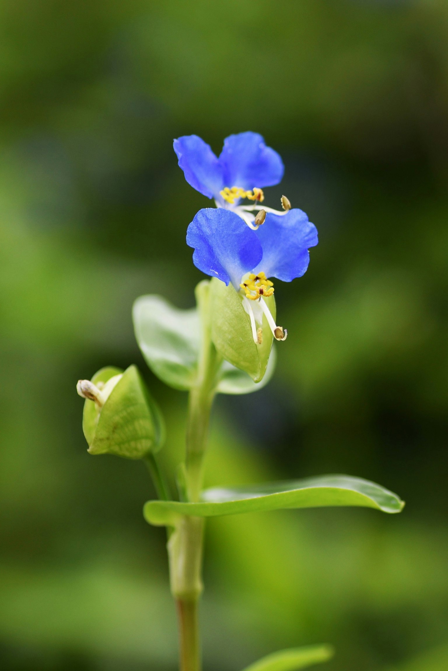 Close-up of a plant with vibrant blue flowers