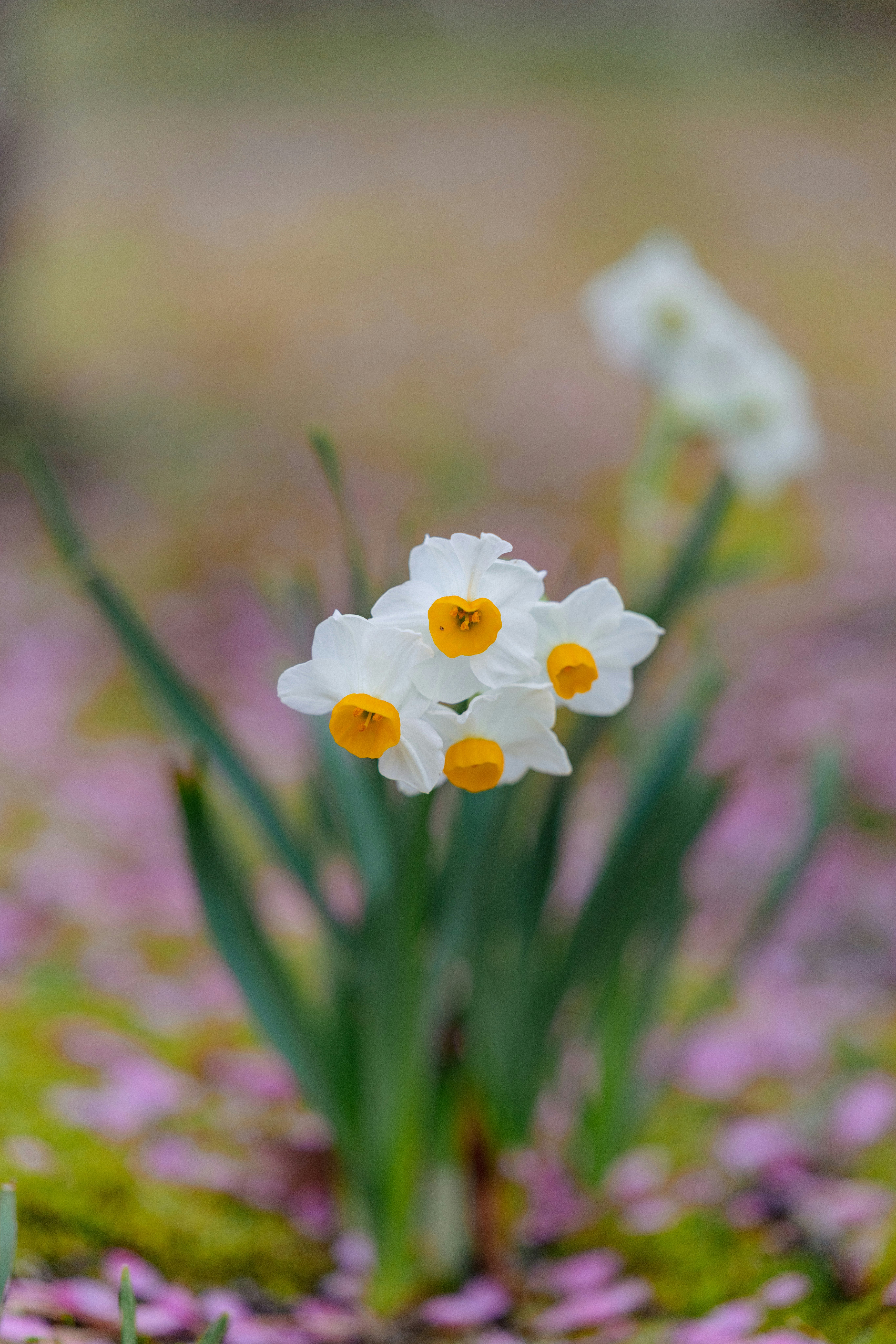 水仙の花が咲く花畑のボケ背景