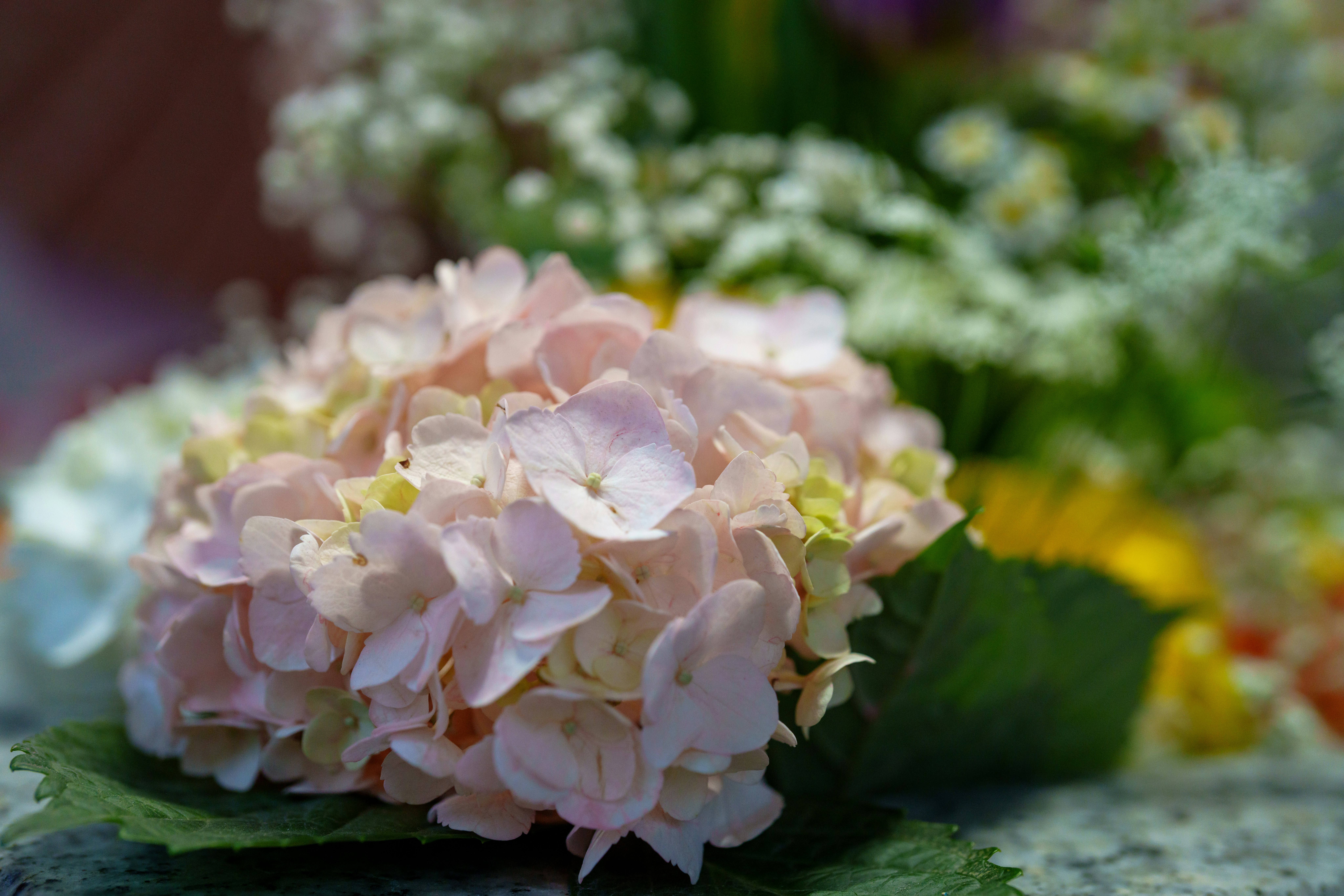 ピンクのアジサイの花束と花びらのクローズアップ