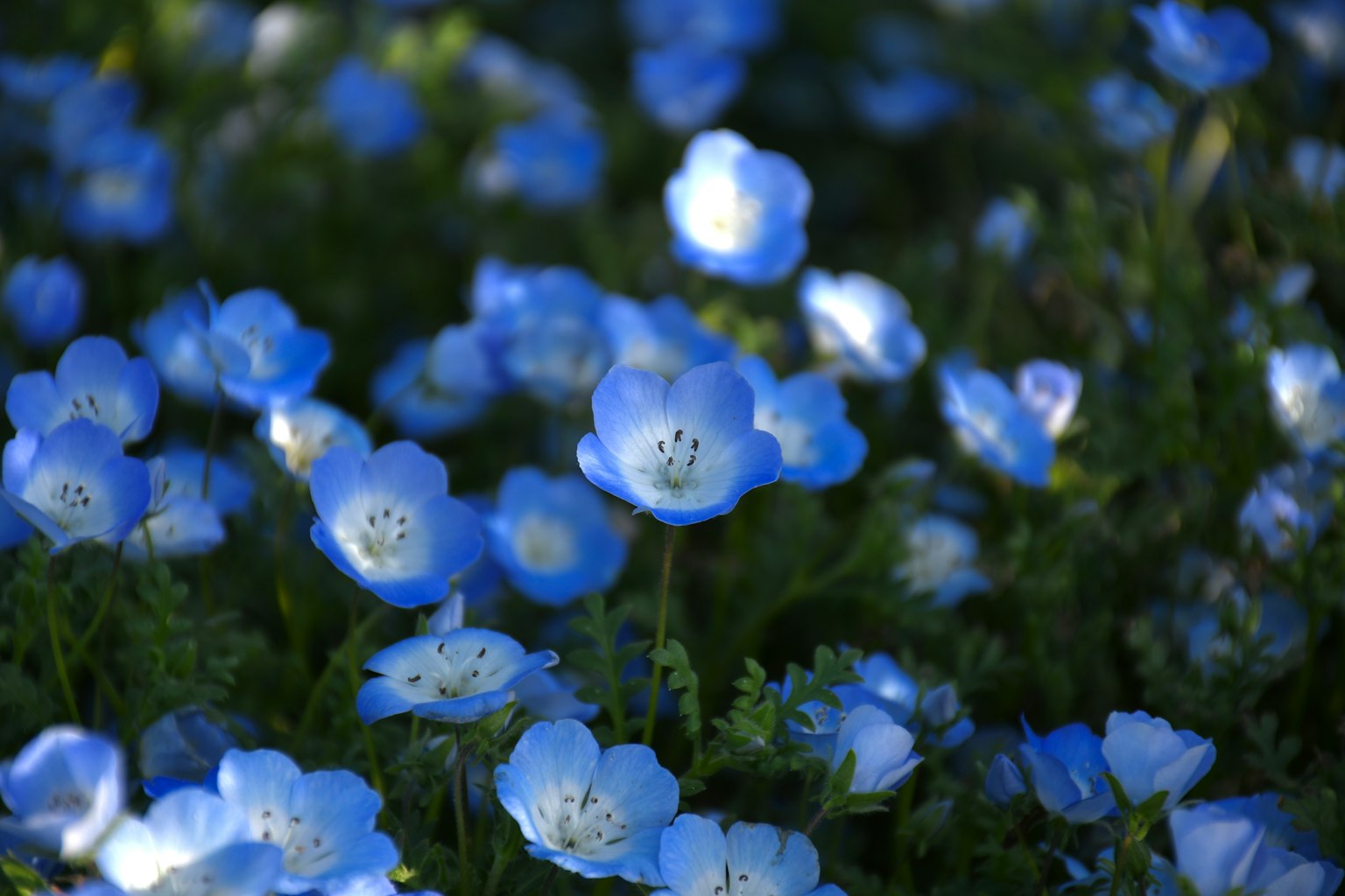 Field of delicate blue flowers with soft petals