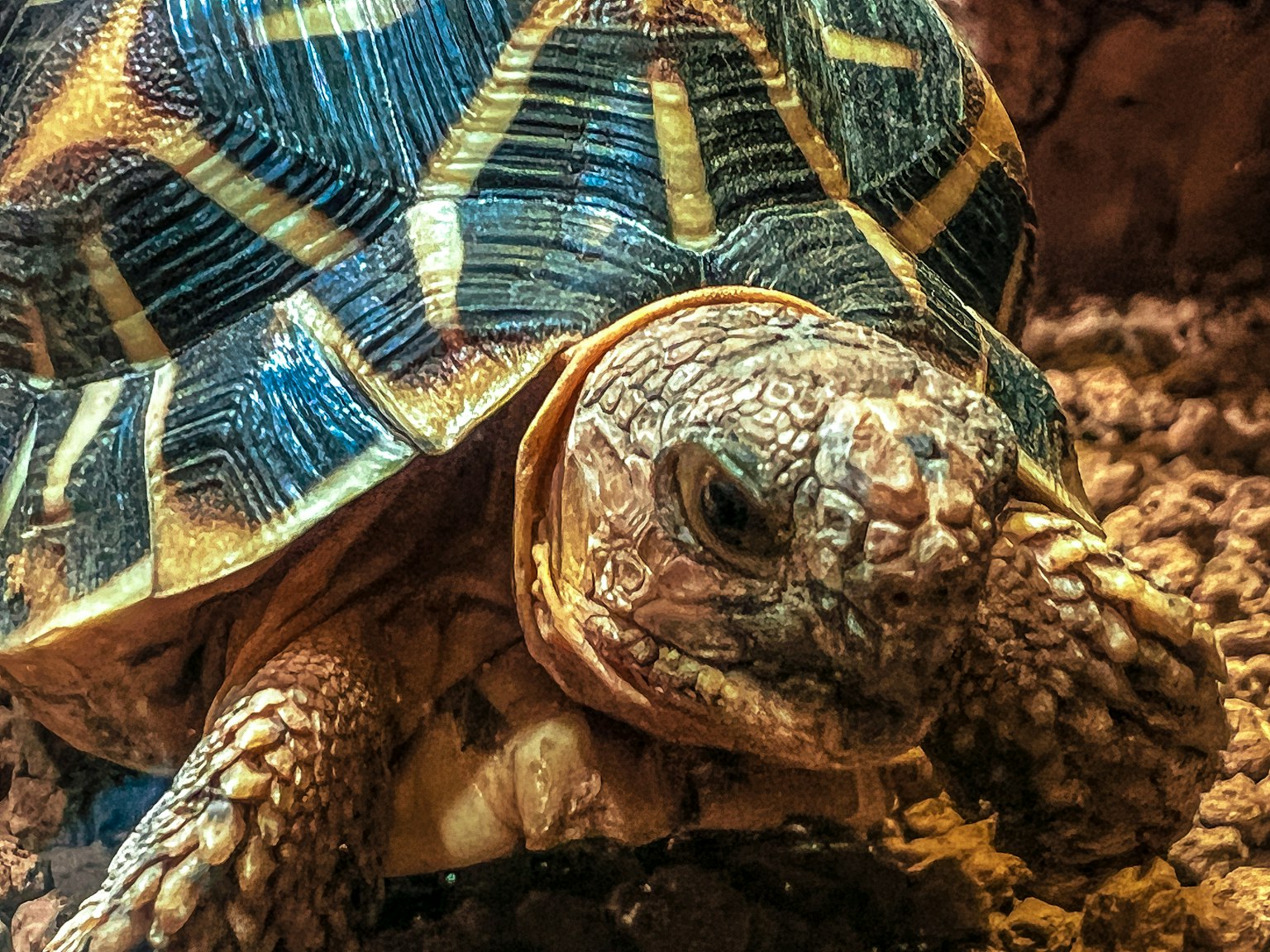 Close-up image of a beautiful patterned tortoise