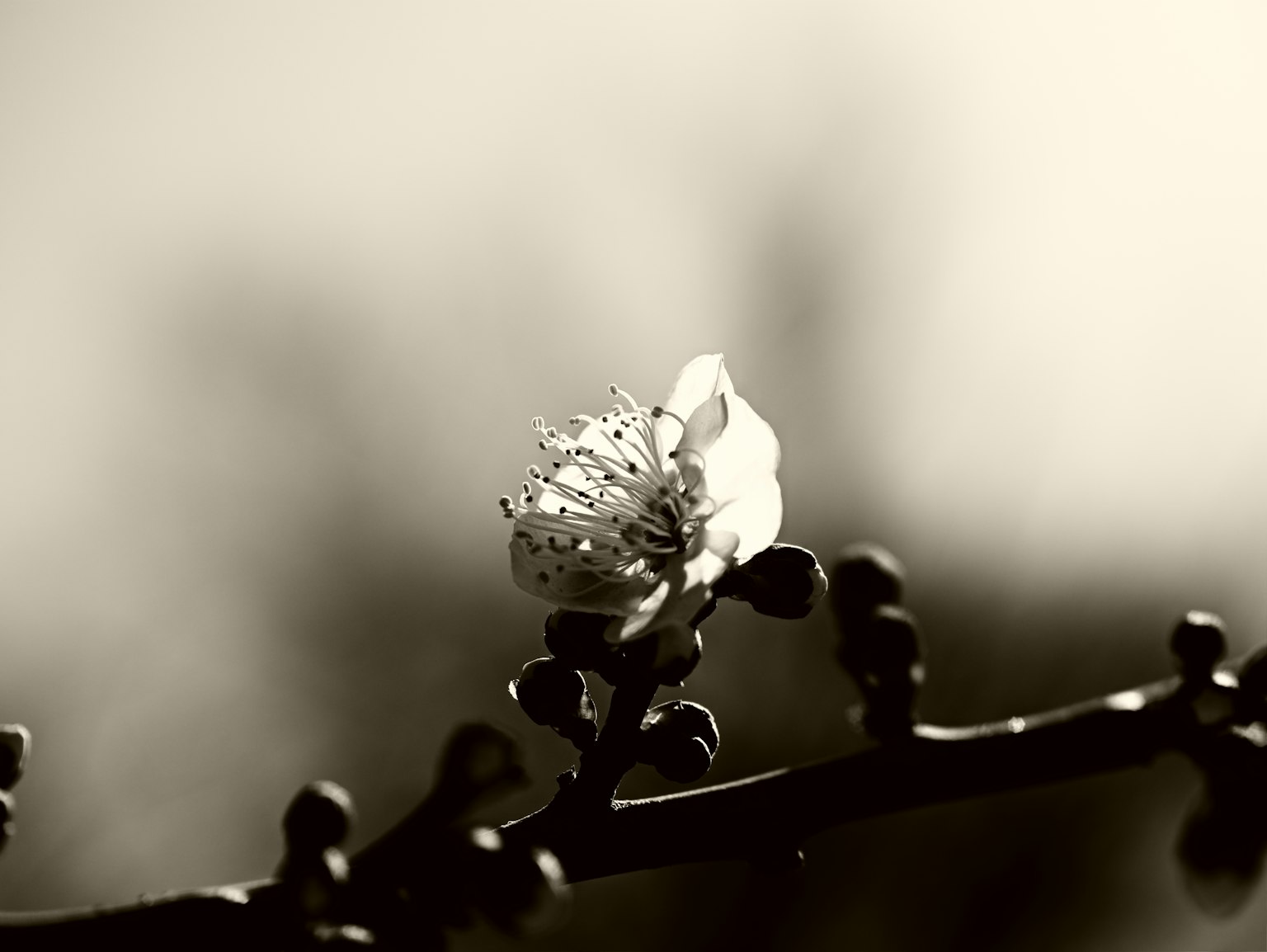 Primo piano di un fiore in fiore su un ramo in bianco e nero