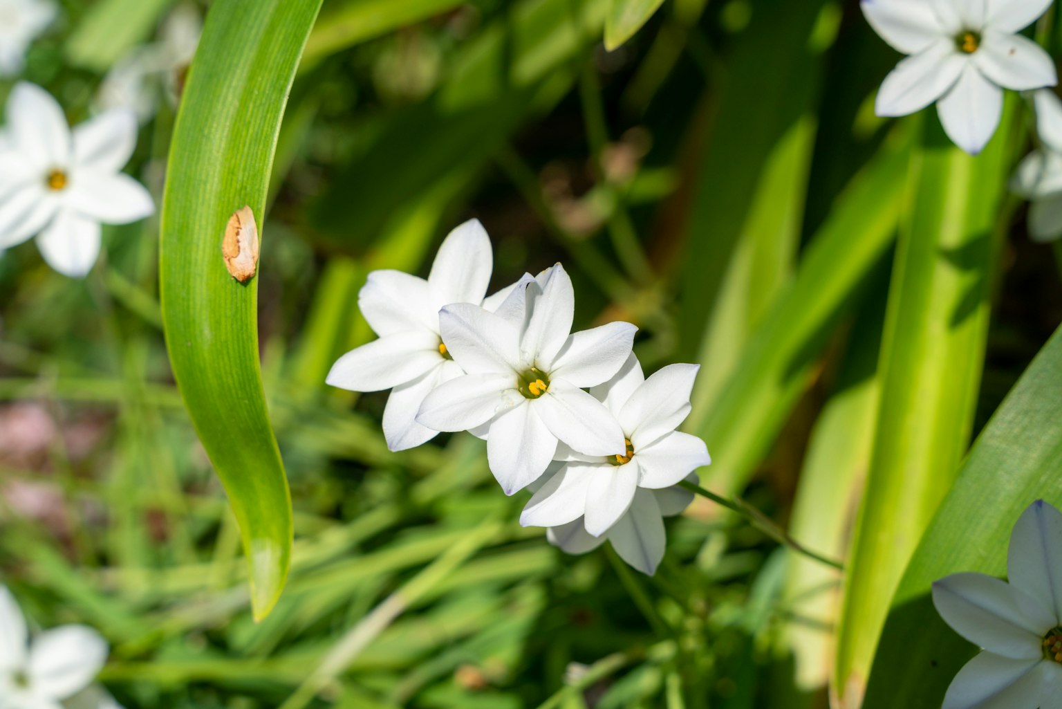 Fleurs blanches fleurissant parmi des feuilles vertes