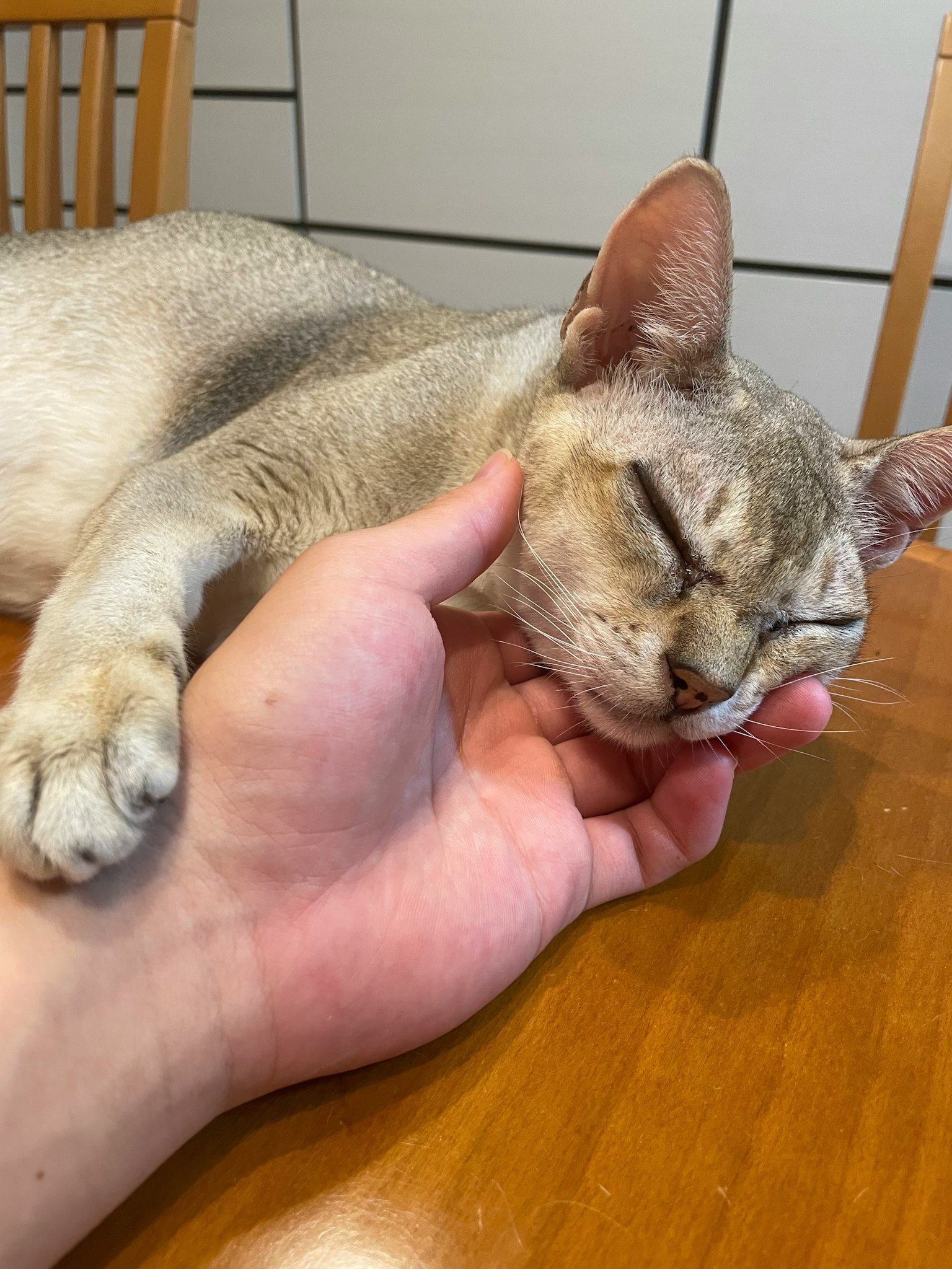 一隻貓在木桌上把頭靠在手上