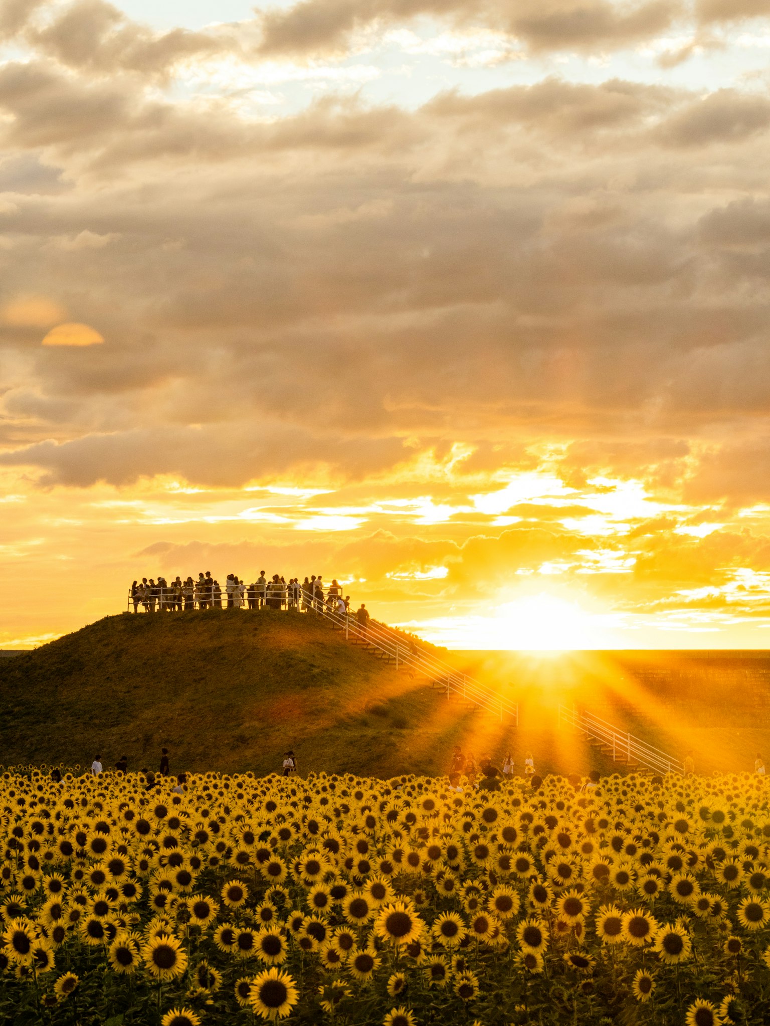 Champ de tournesols avec des personnes sur une colline au coucher du soleil