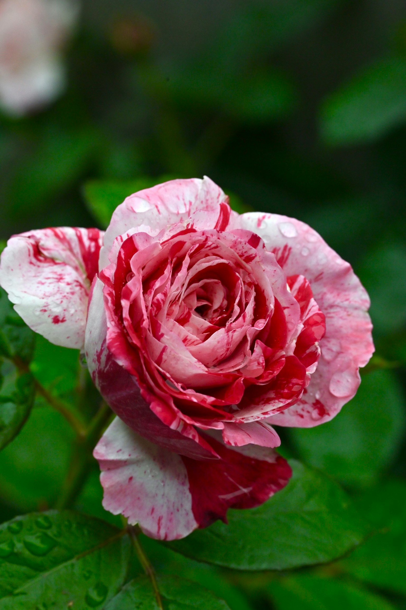 A beautiful pink and white rose blooming among green leaves