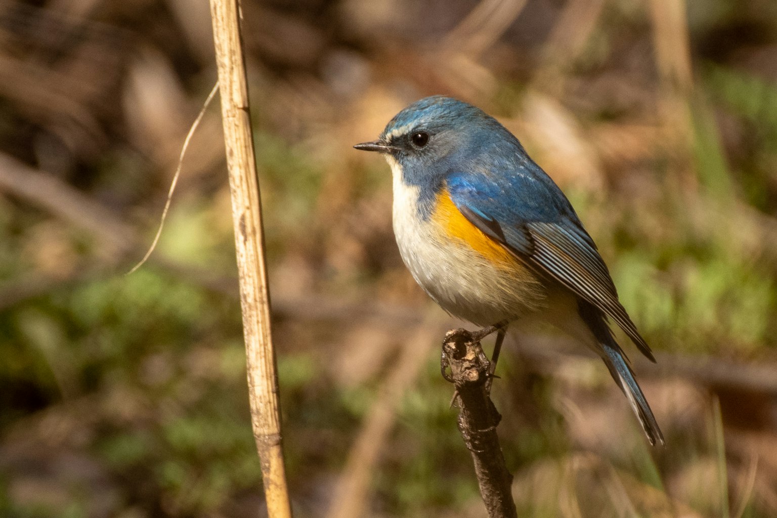 Un piccolo uccello con piume blu e pancia arancione appollaiato su un ramo