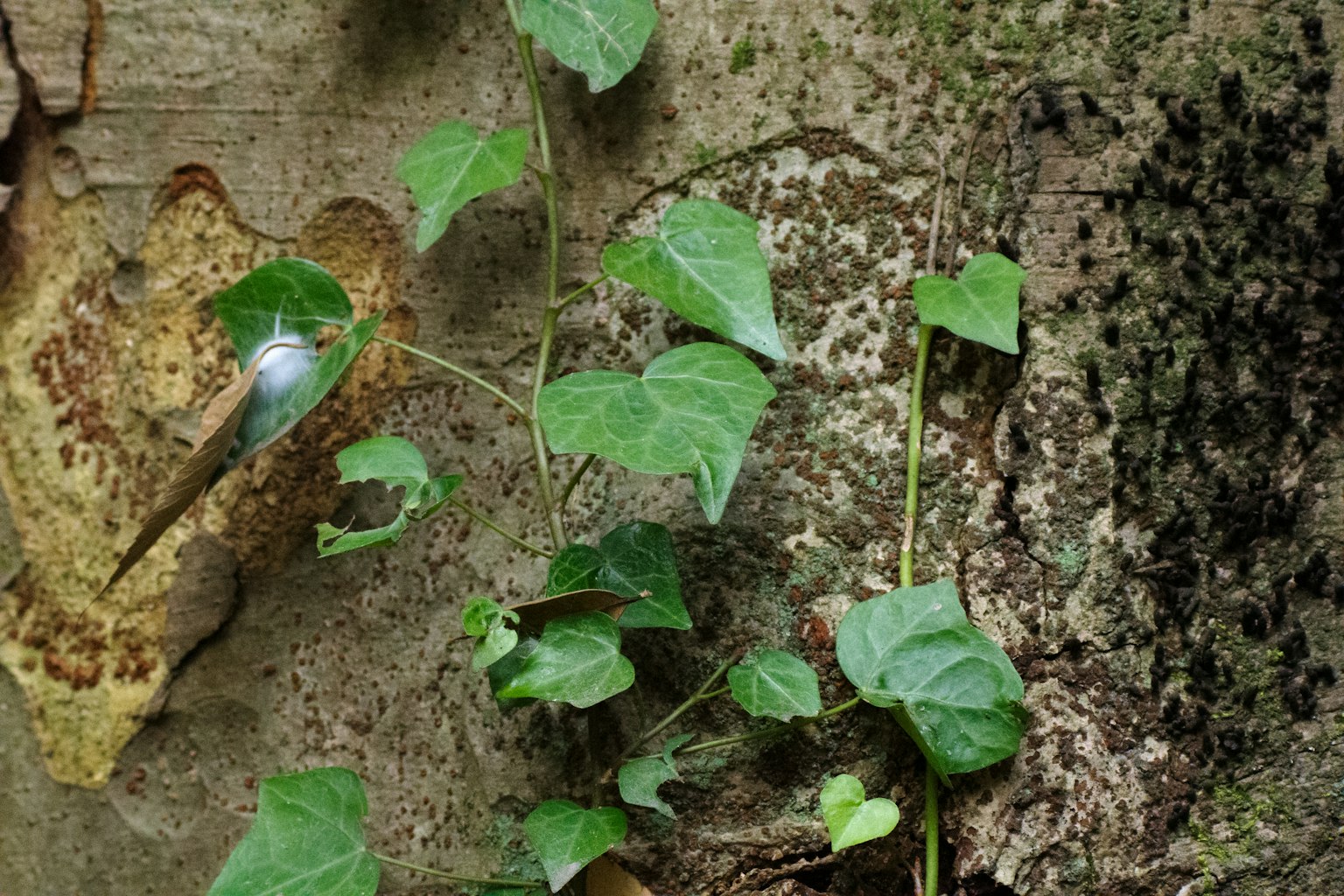 Hojas verdes en forma de enredadera subiendo por la corteza de un árbol