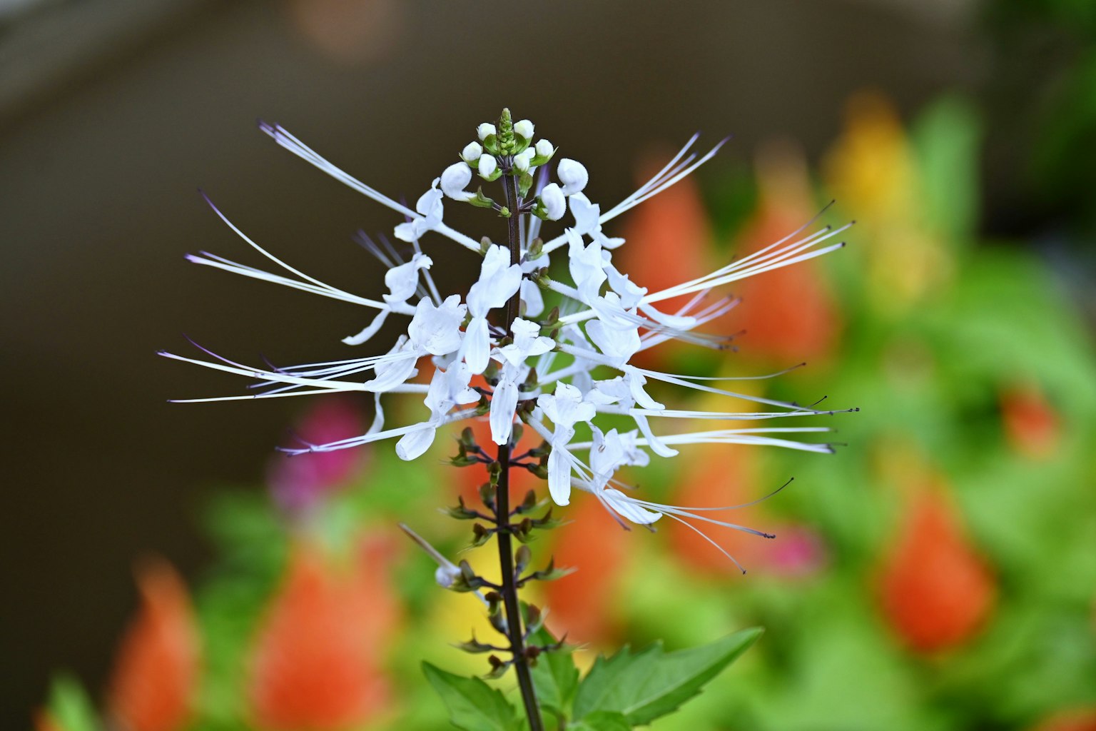 Fleur blanche avec de longues pétales sur un fond coloré