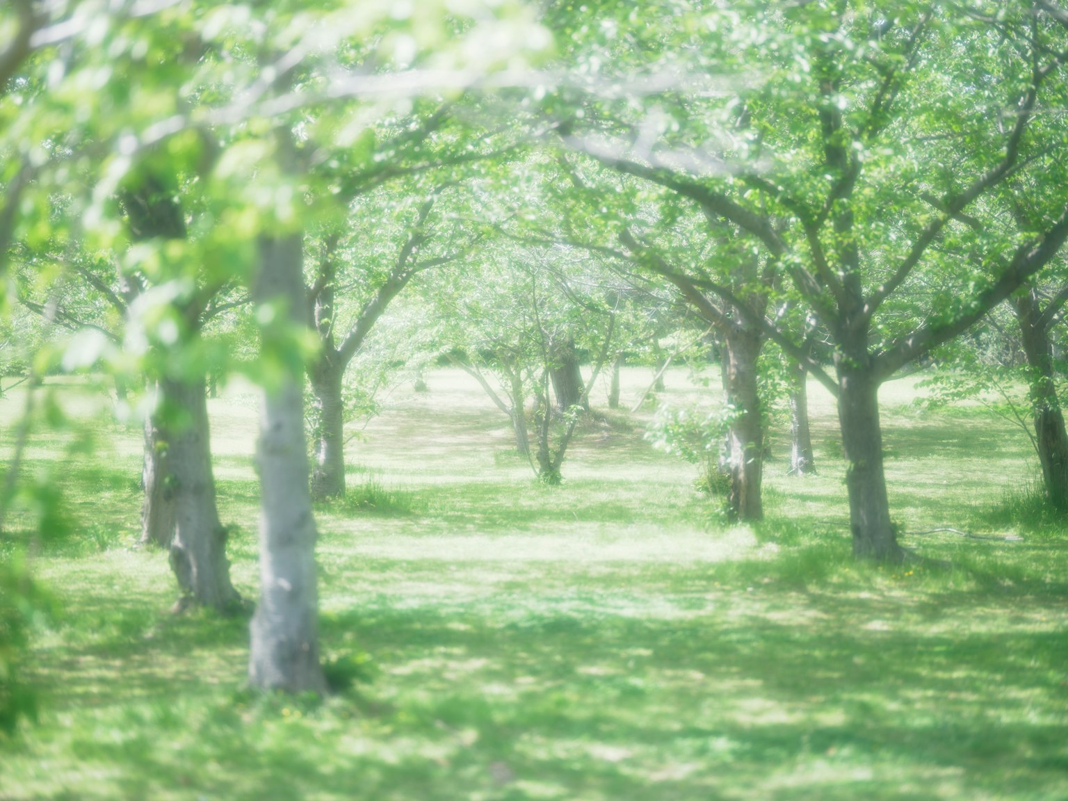 Un paysage serein avec des arbres verts luxuriants et un chemin herbeux