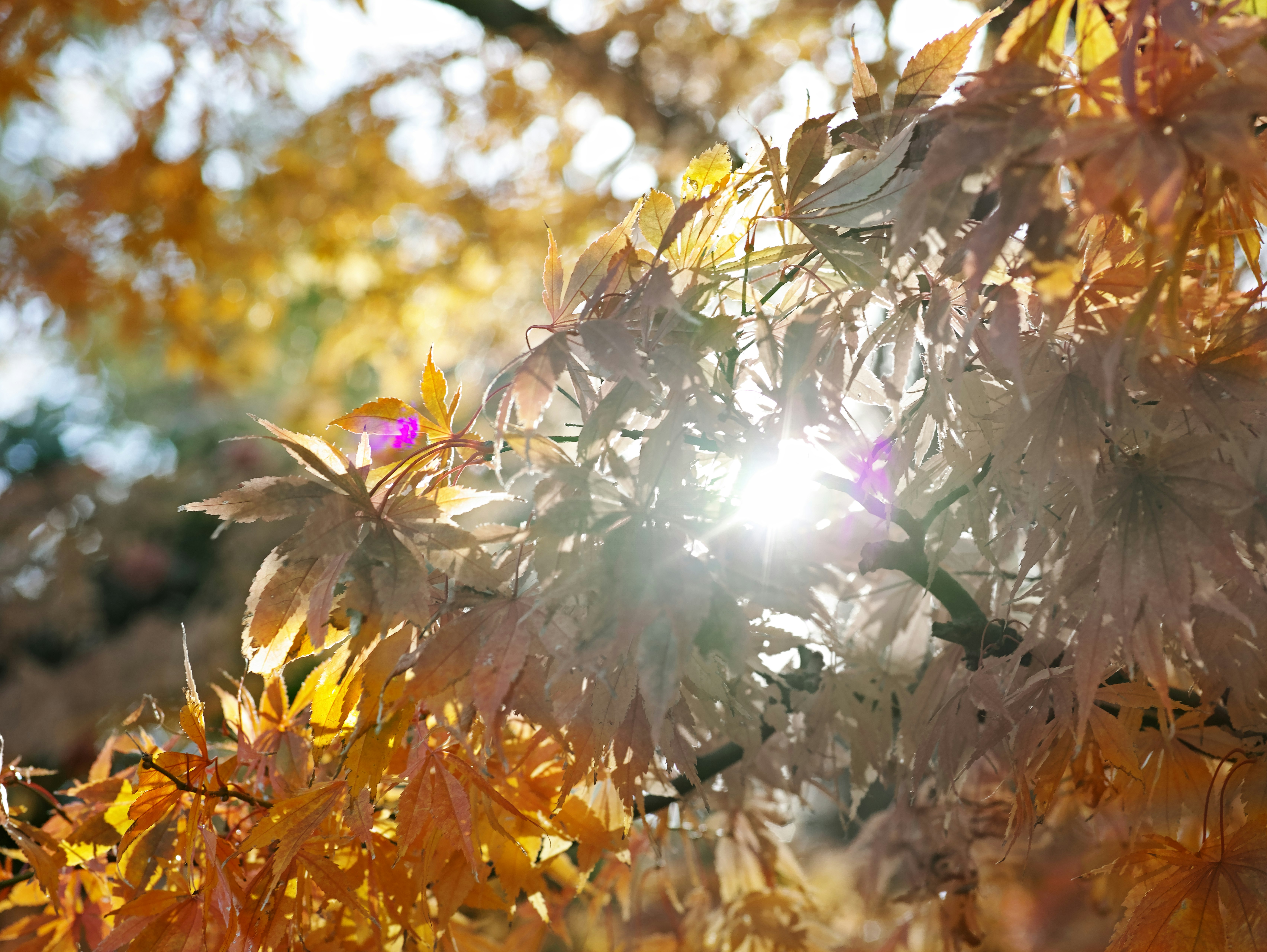 Luz del sol filtrándose a través de hojas de otoño naranjas