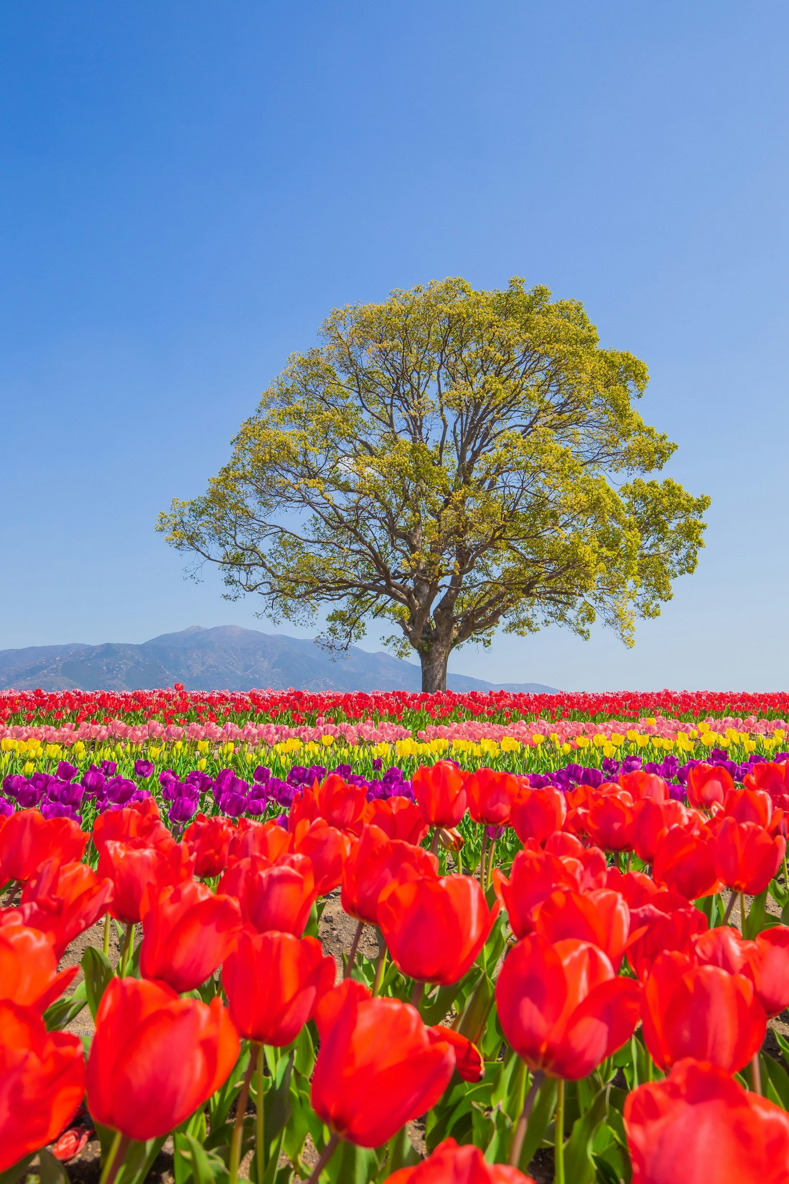 Campo di tulipani vibranti con un grande albero sullo sfondo
