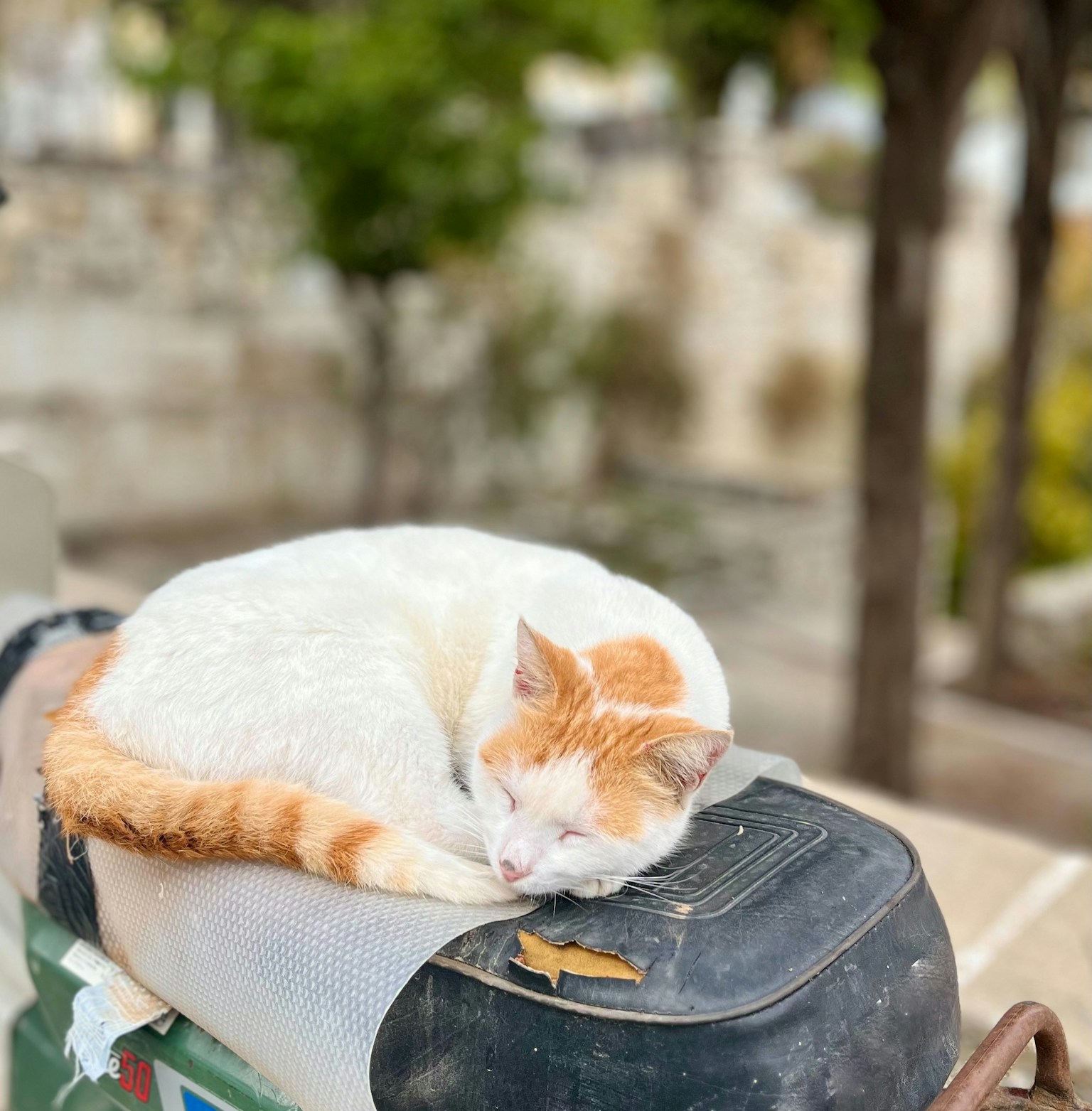Một con mèo màu cam và trắng đang ngủ trên yên xe máy