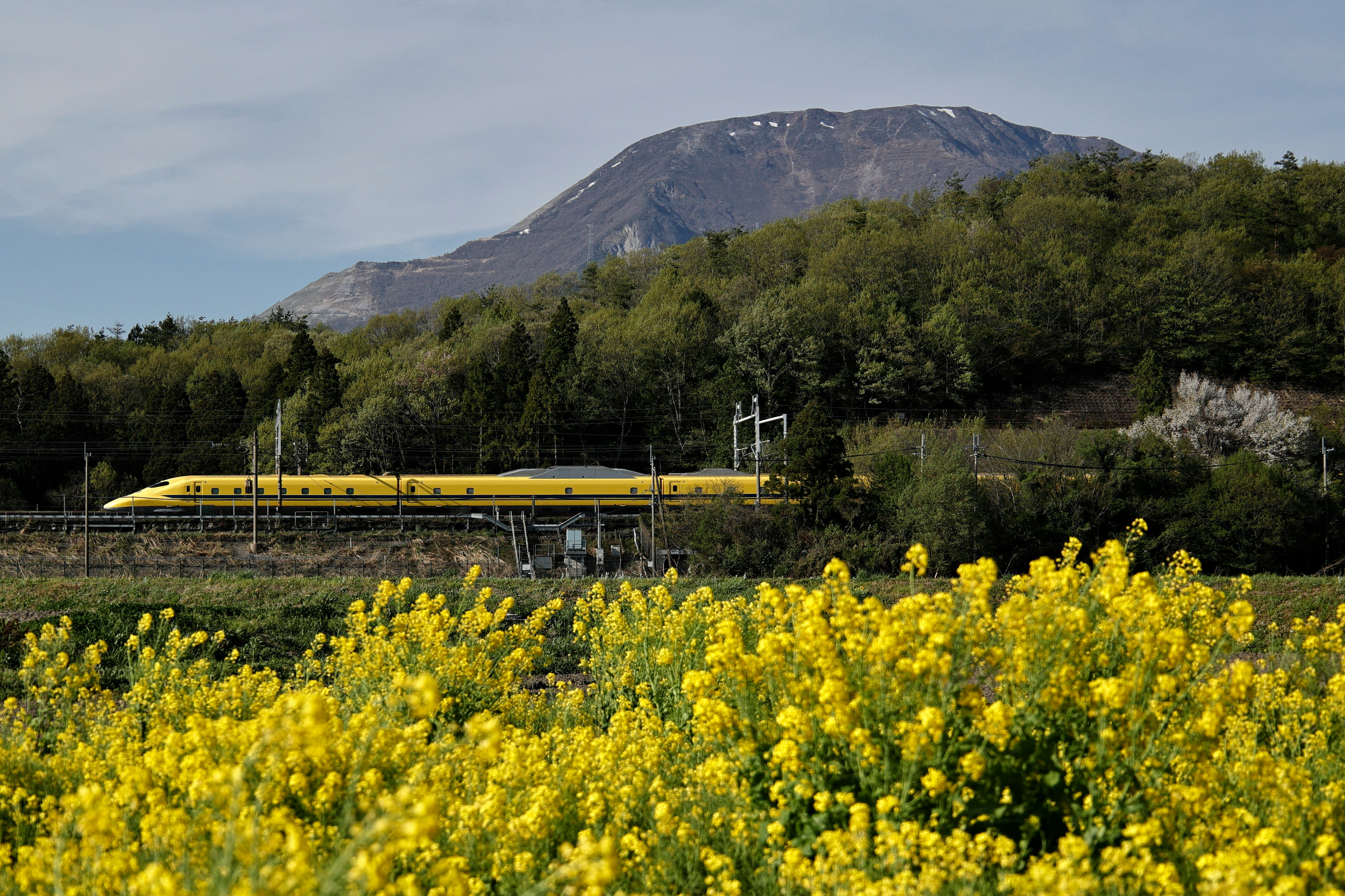 Doctor Yellow Shinkansen running through a field of rapeseed flowers