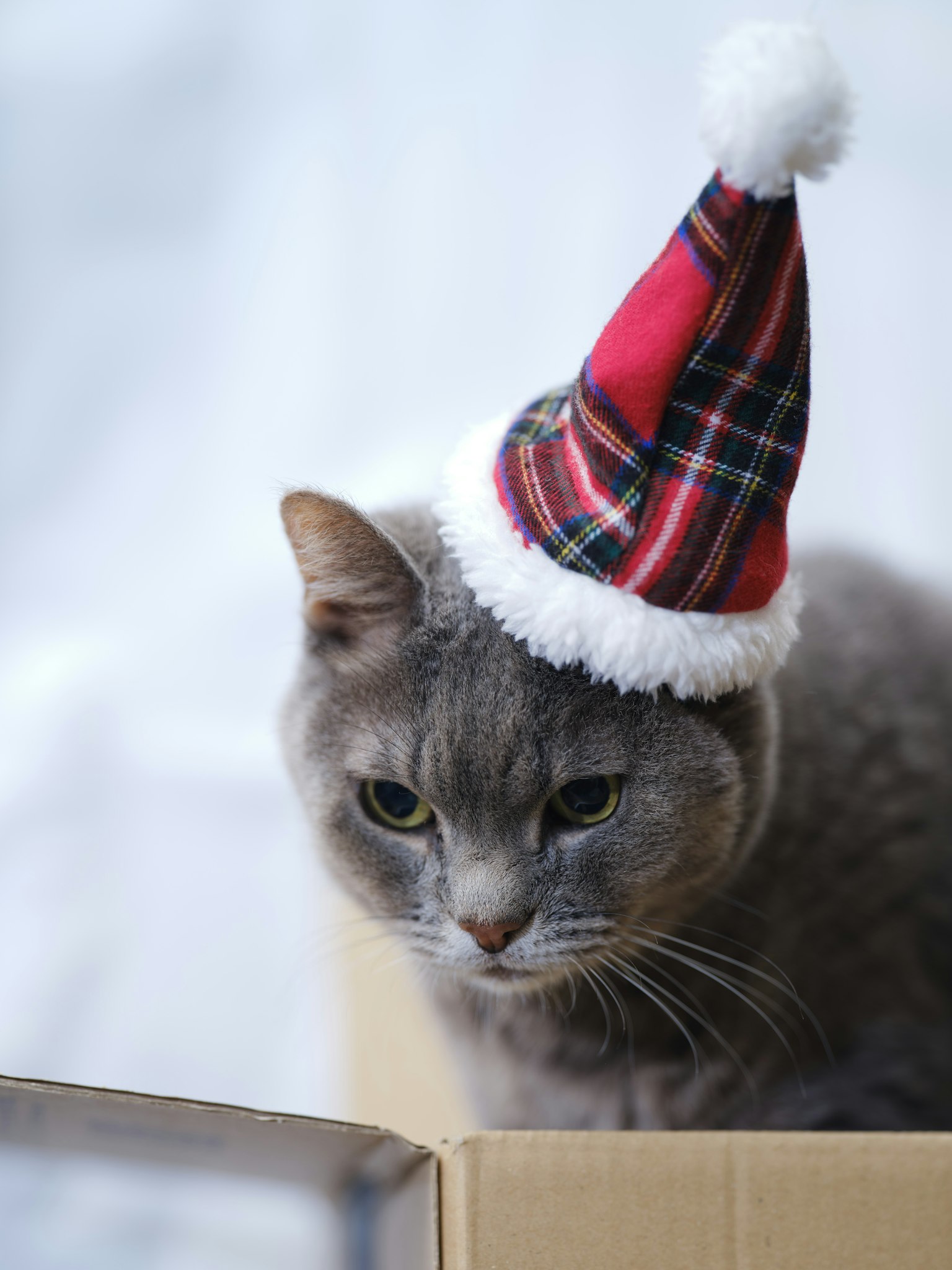 Graue Katze mit einem Weihnachtsmütze in einem Karton sitzt