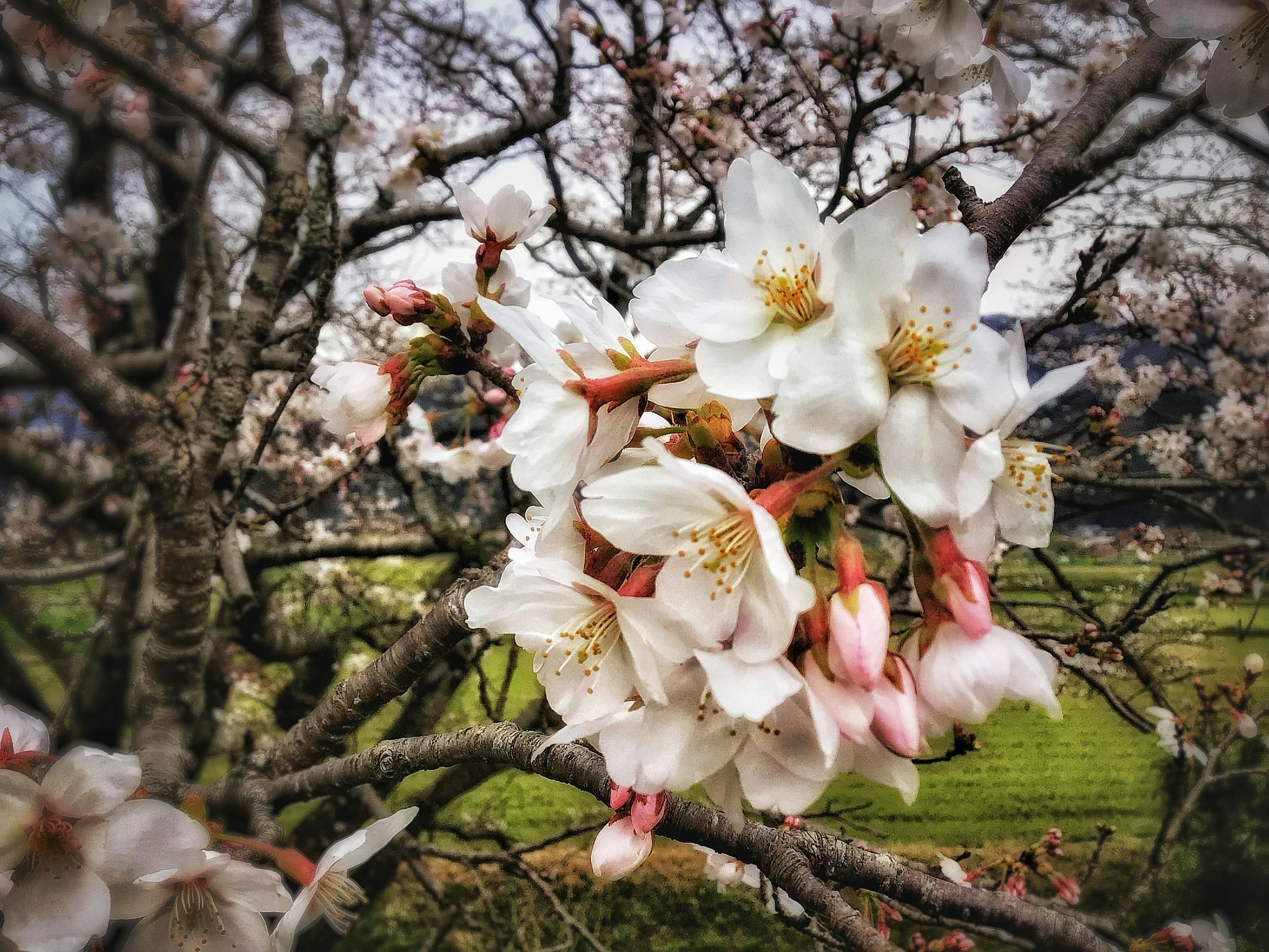 桜の花が枝にちらほら咲く春の庭