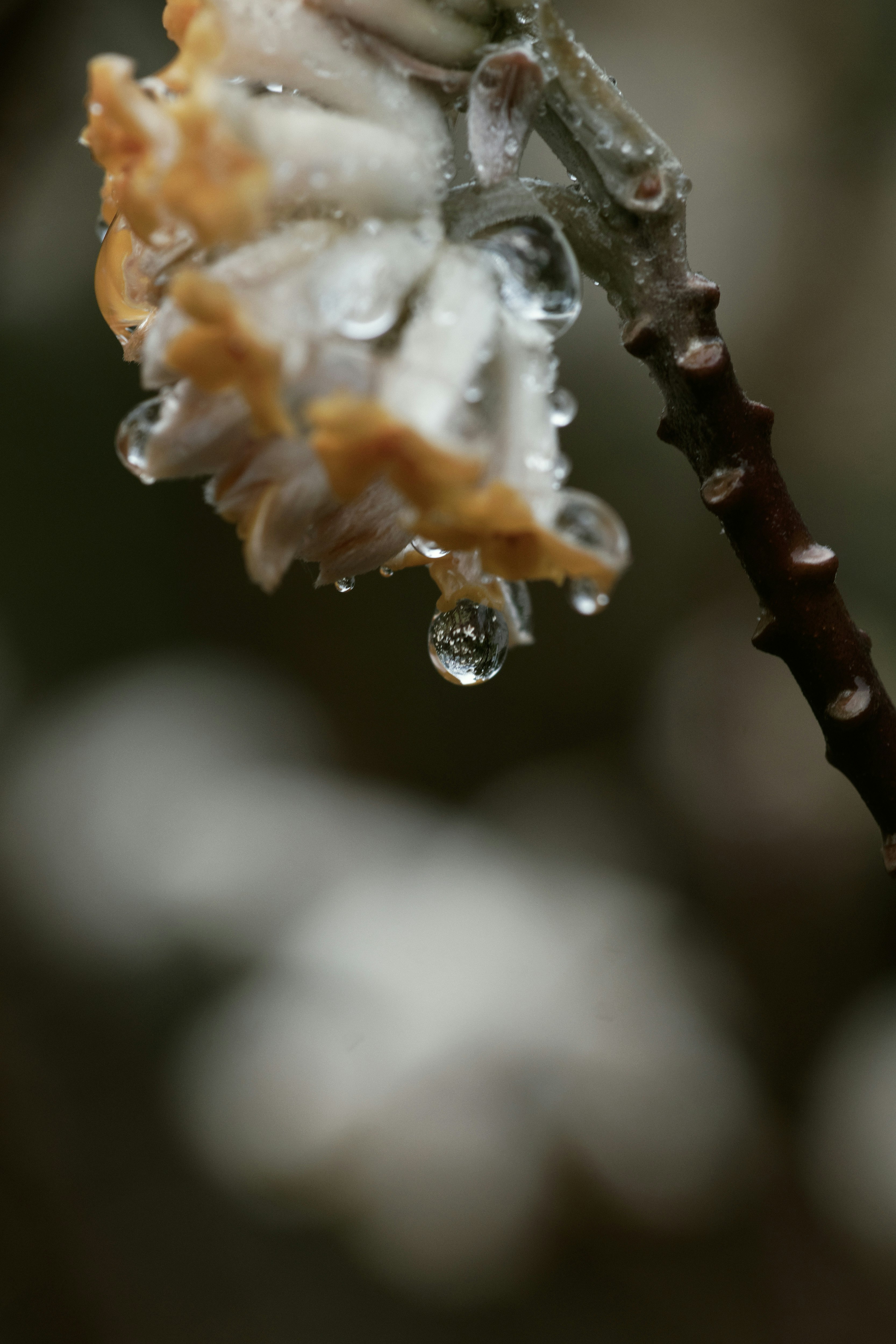 雨粒をまとったミツマタの花のクローズアップ