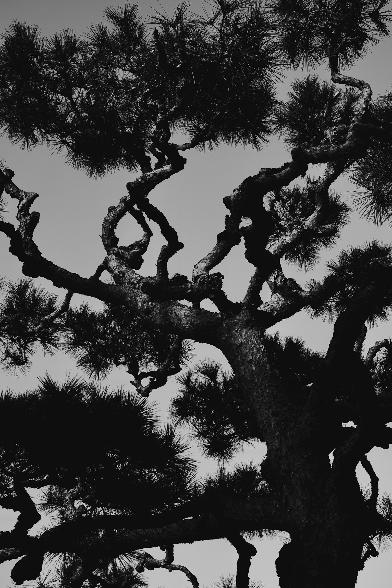 Branches d'un pin aux formes uniques sur fond sombre