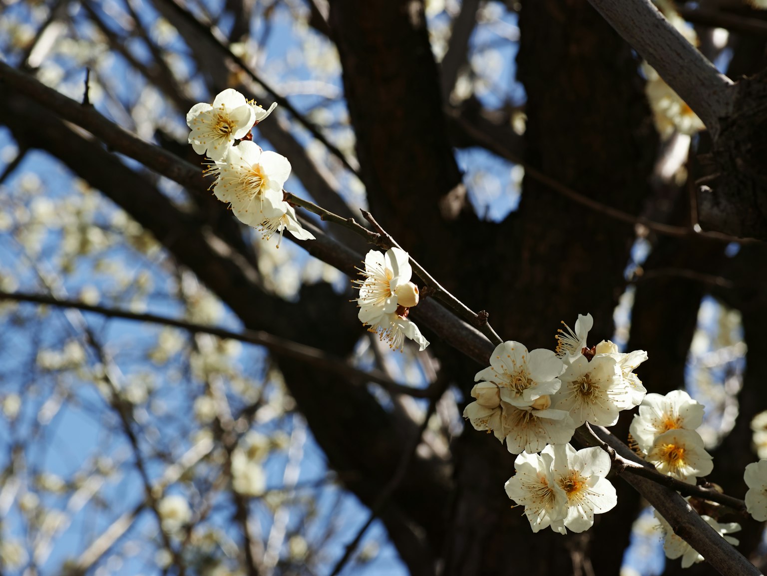 Zweige eines Baumes mit weißen Blumen vor blauem Himmel