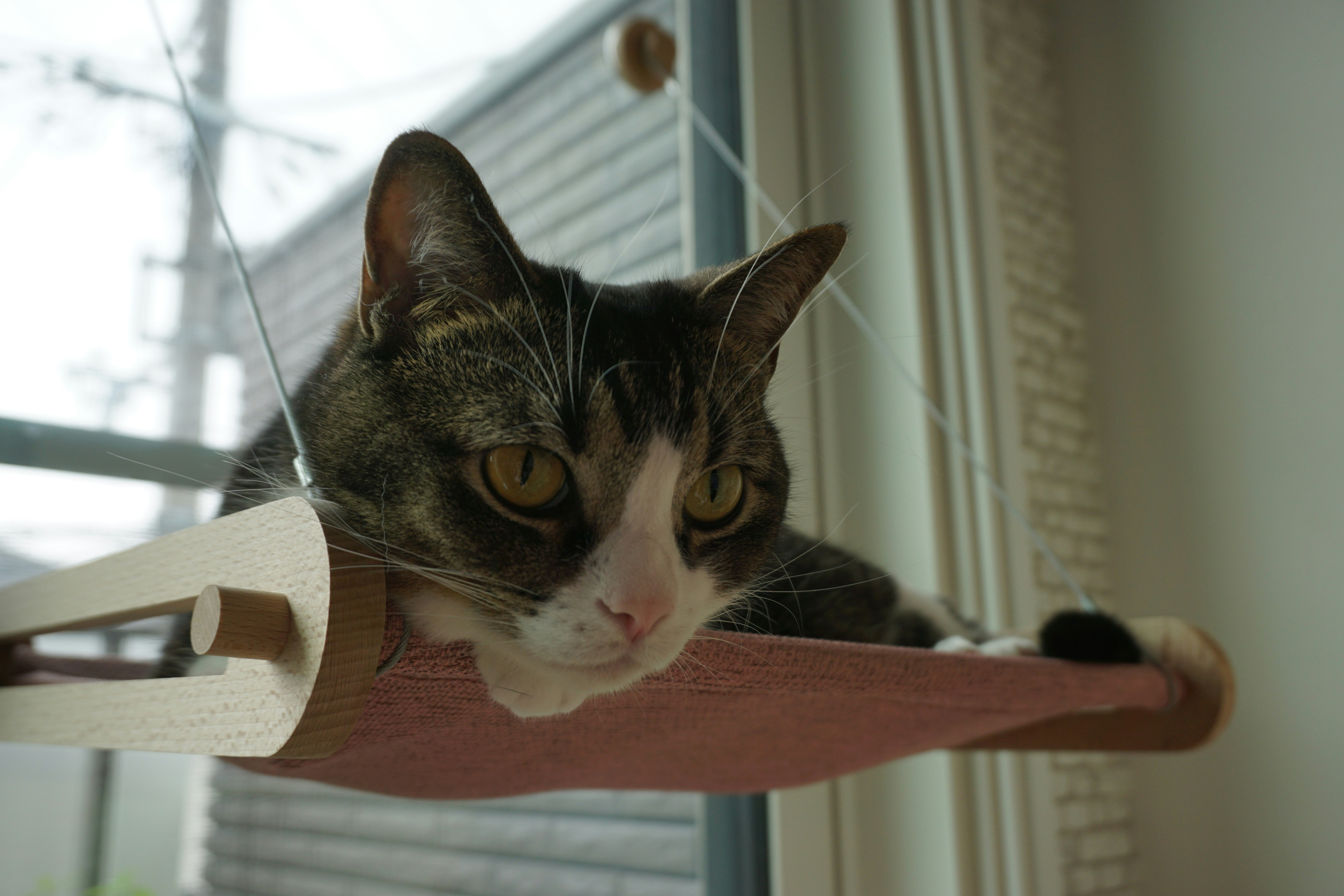 gatto tigrato rilassato su un tiragraffi vicino a una finestra, interno