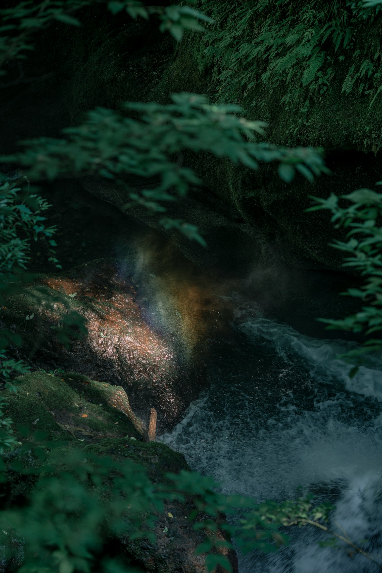 Un ruisseau coulant à travers une forêt verdoyante avec de l'eau scintillante et un effet arc-en-ciel
