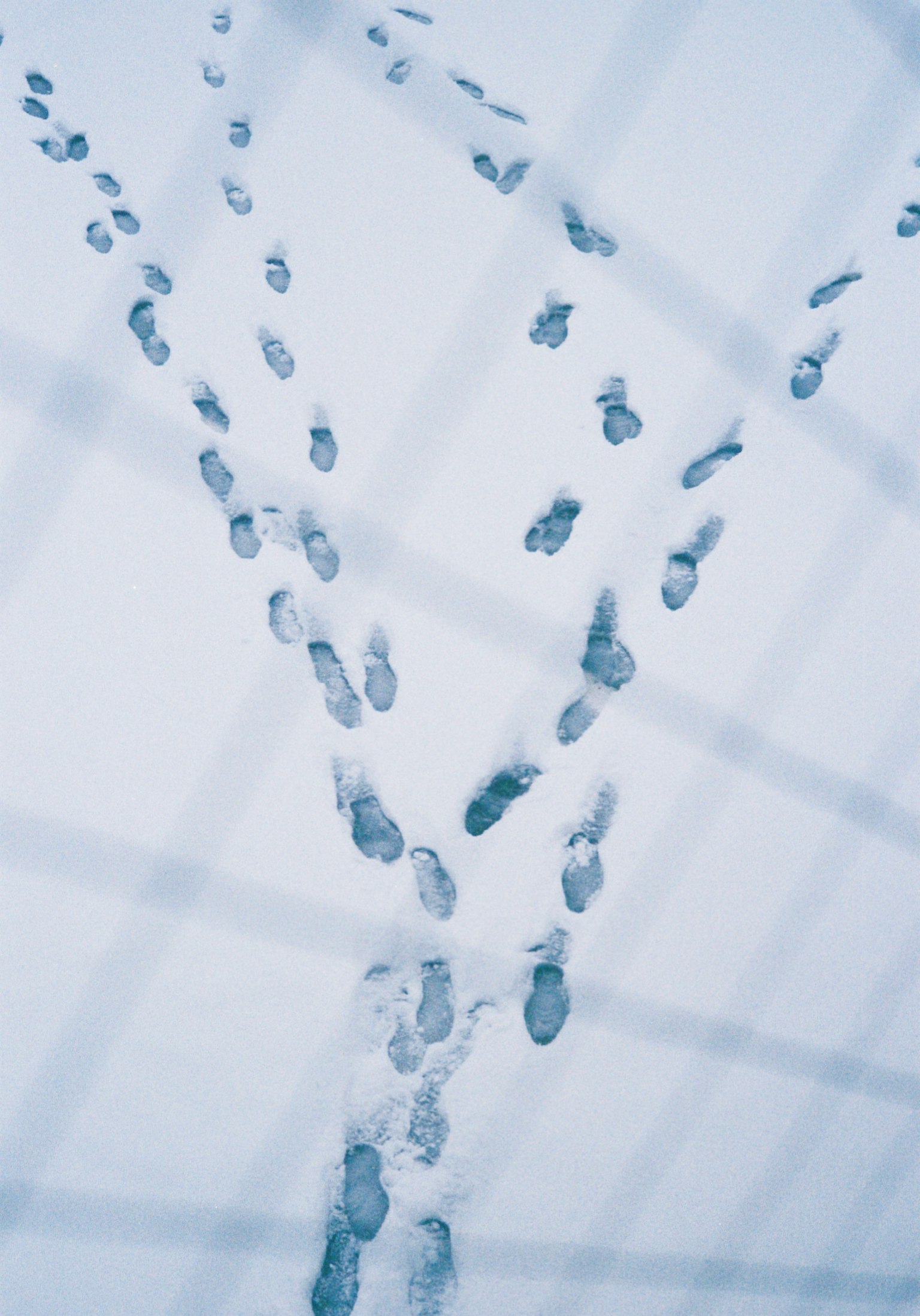 雪の上に残された足跡が交差する様子