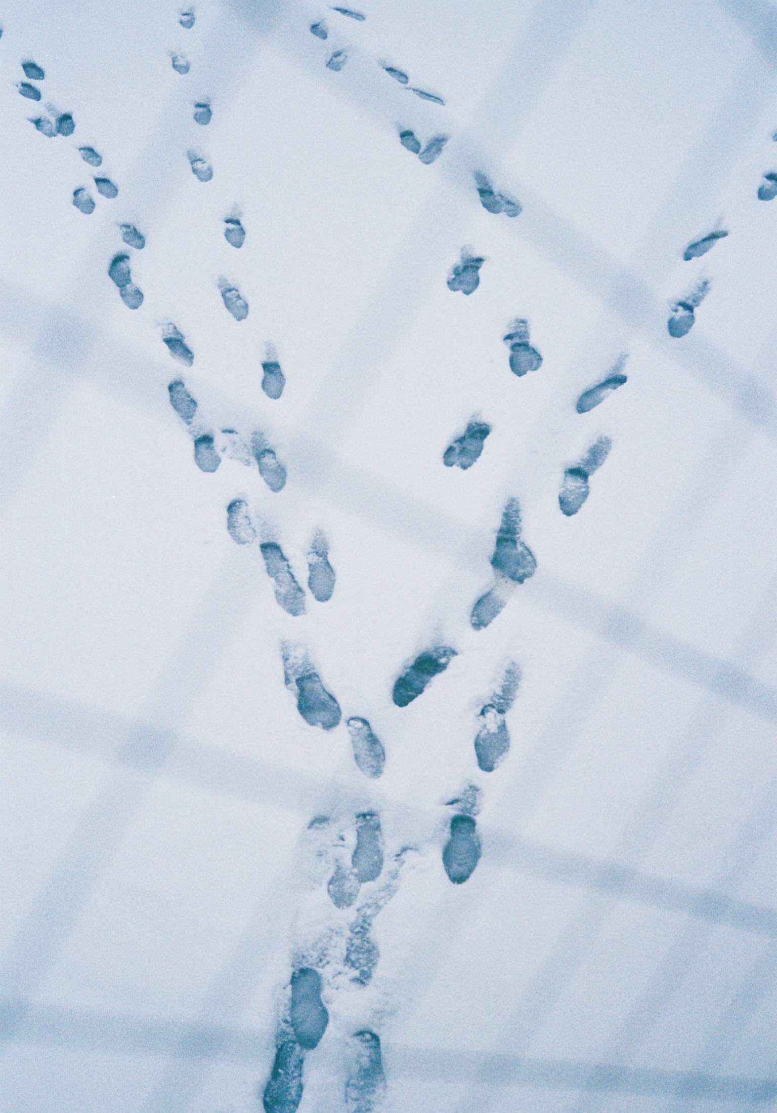 Footprints in the snow forming a Y shape